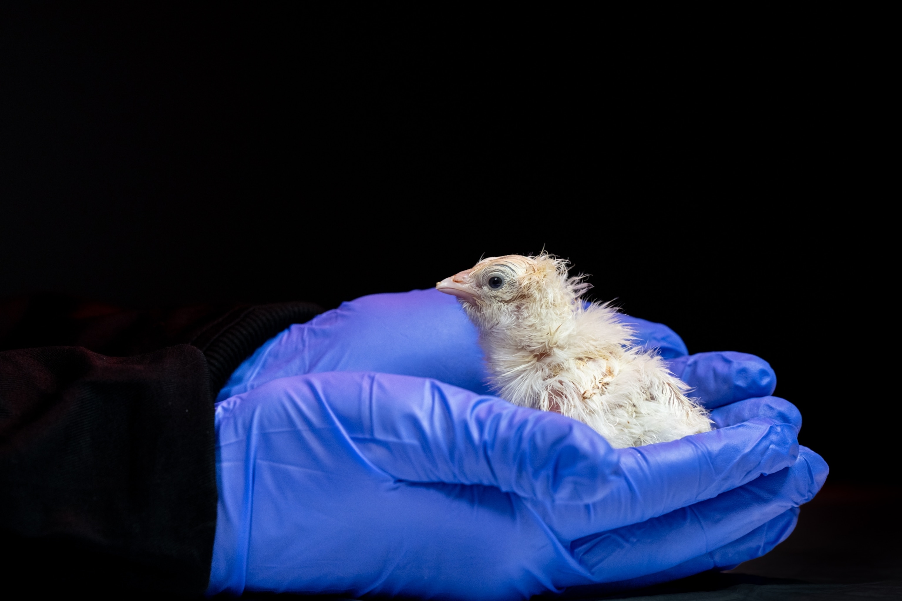 A close up view of gloved hands gently cupping a newborn chick