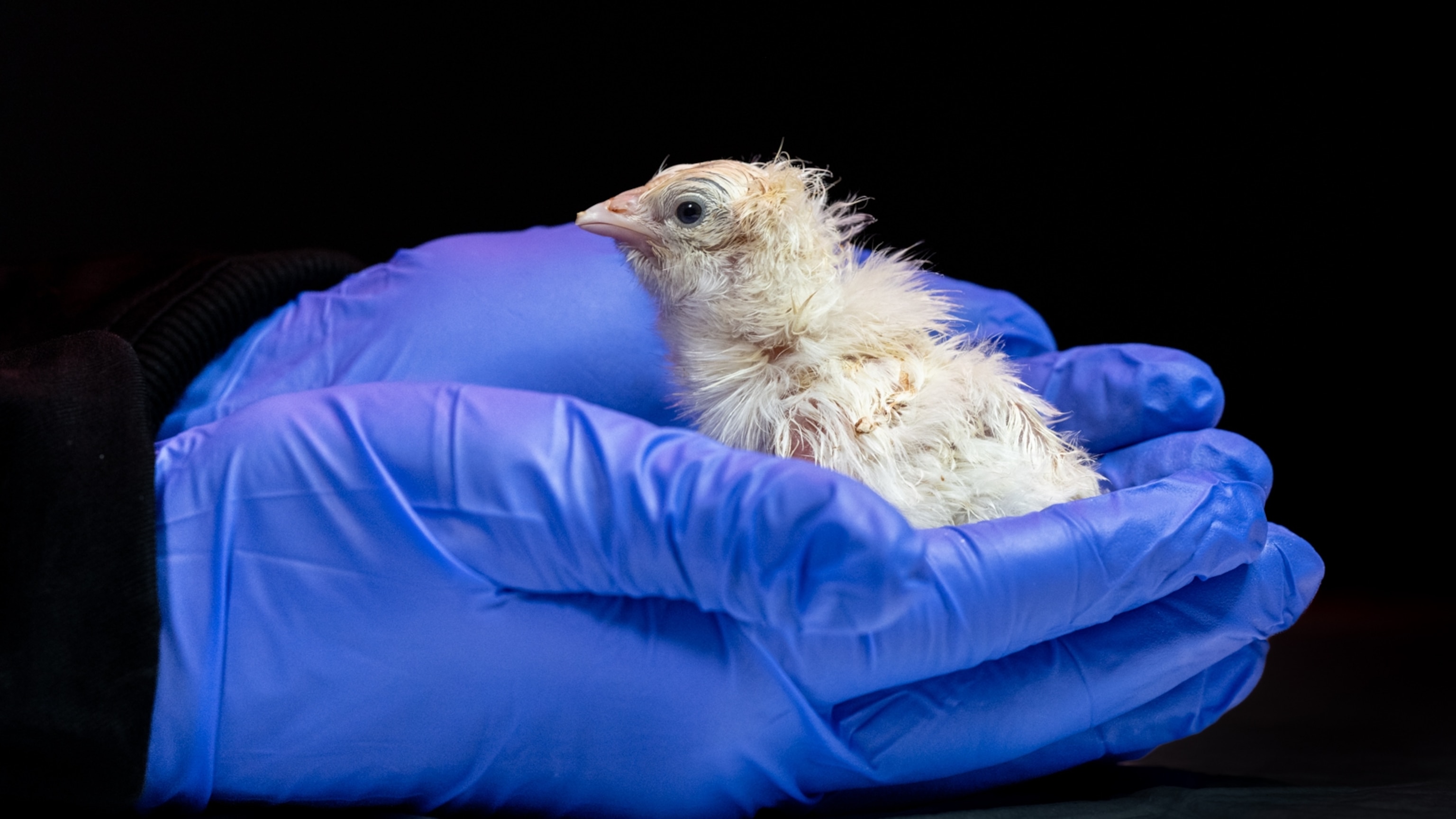 This chick hatched from an artificial egg