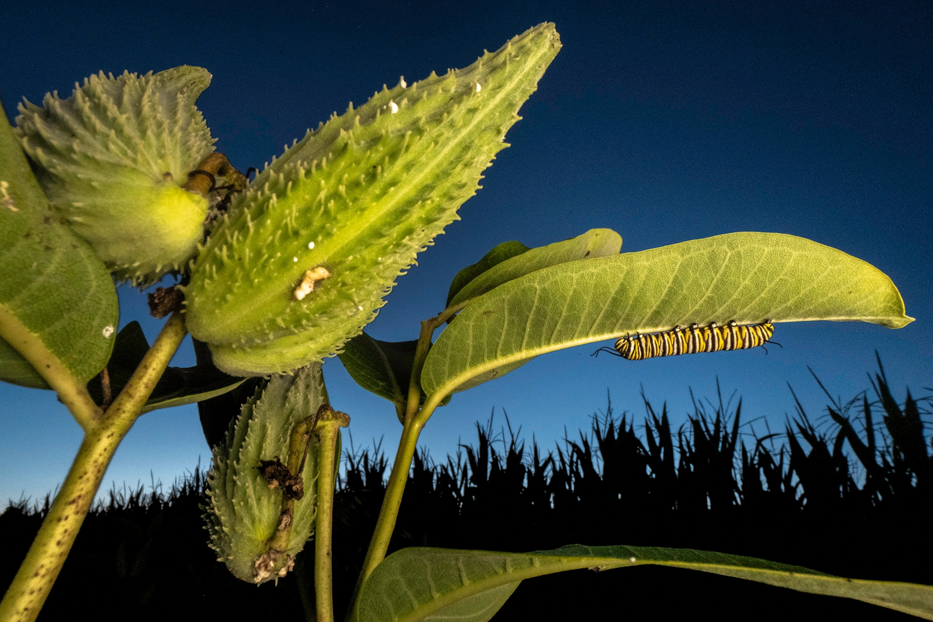 A close up of a Monarch Butterfly caterpillar on a bright green milkweed plant