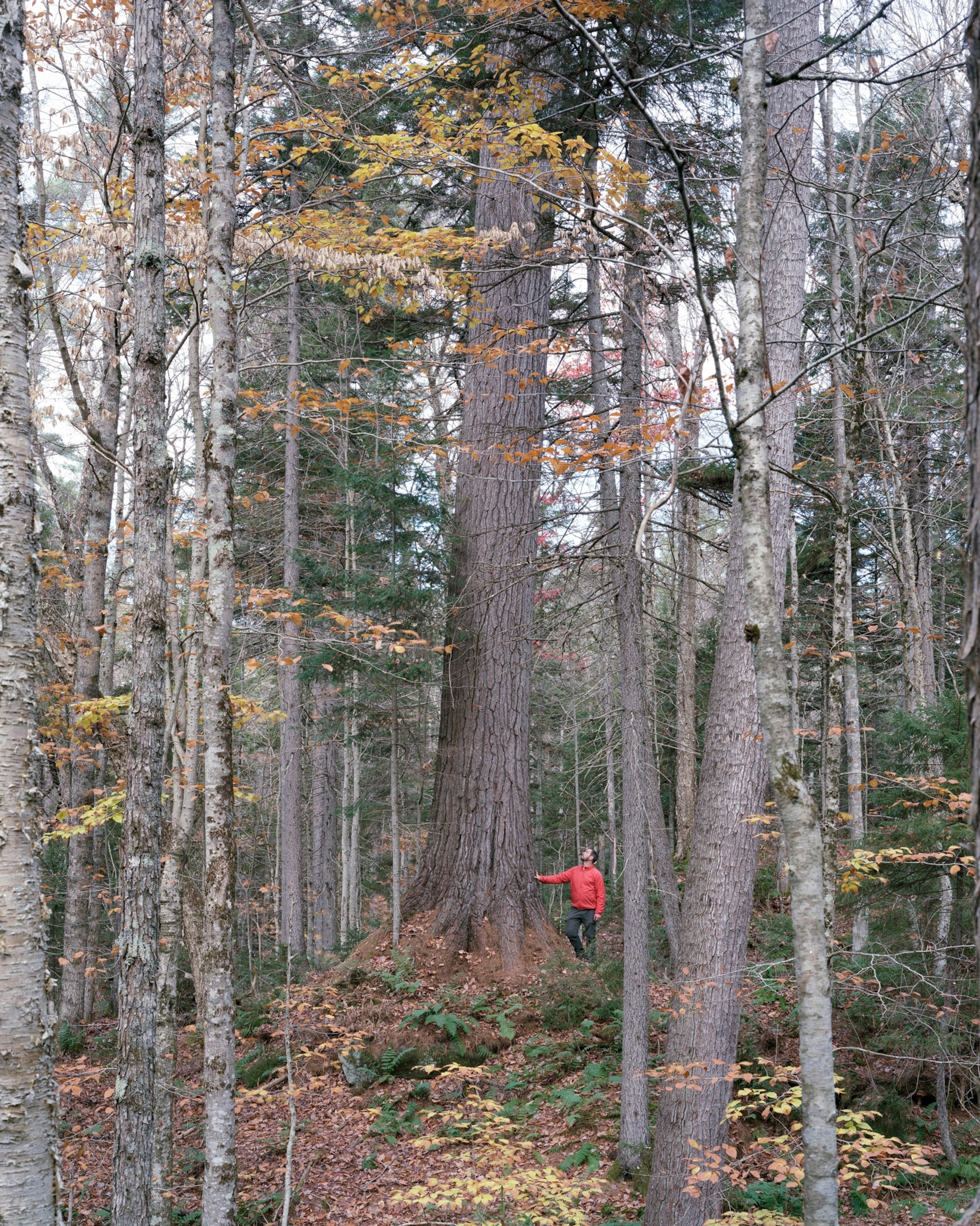 The “Big Foot” Pine, the world largest known Eastern White Pine by wood volume.