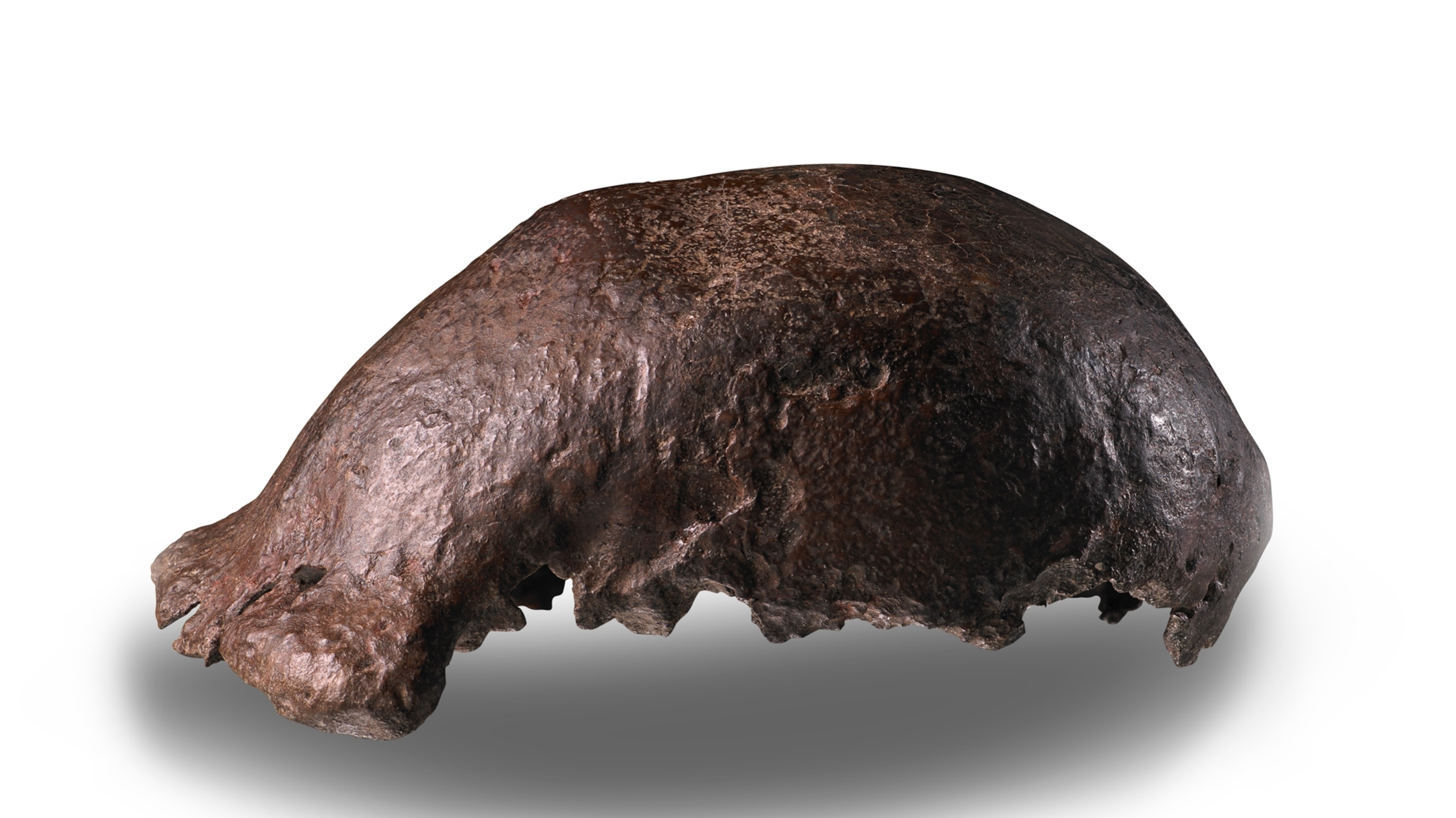 'Java Man,’ the first Homo erectus discovered, is finally going home