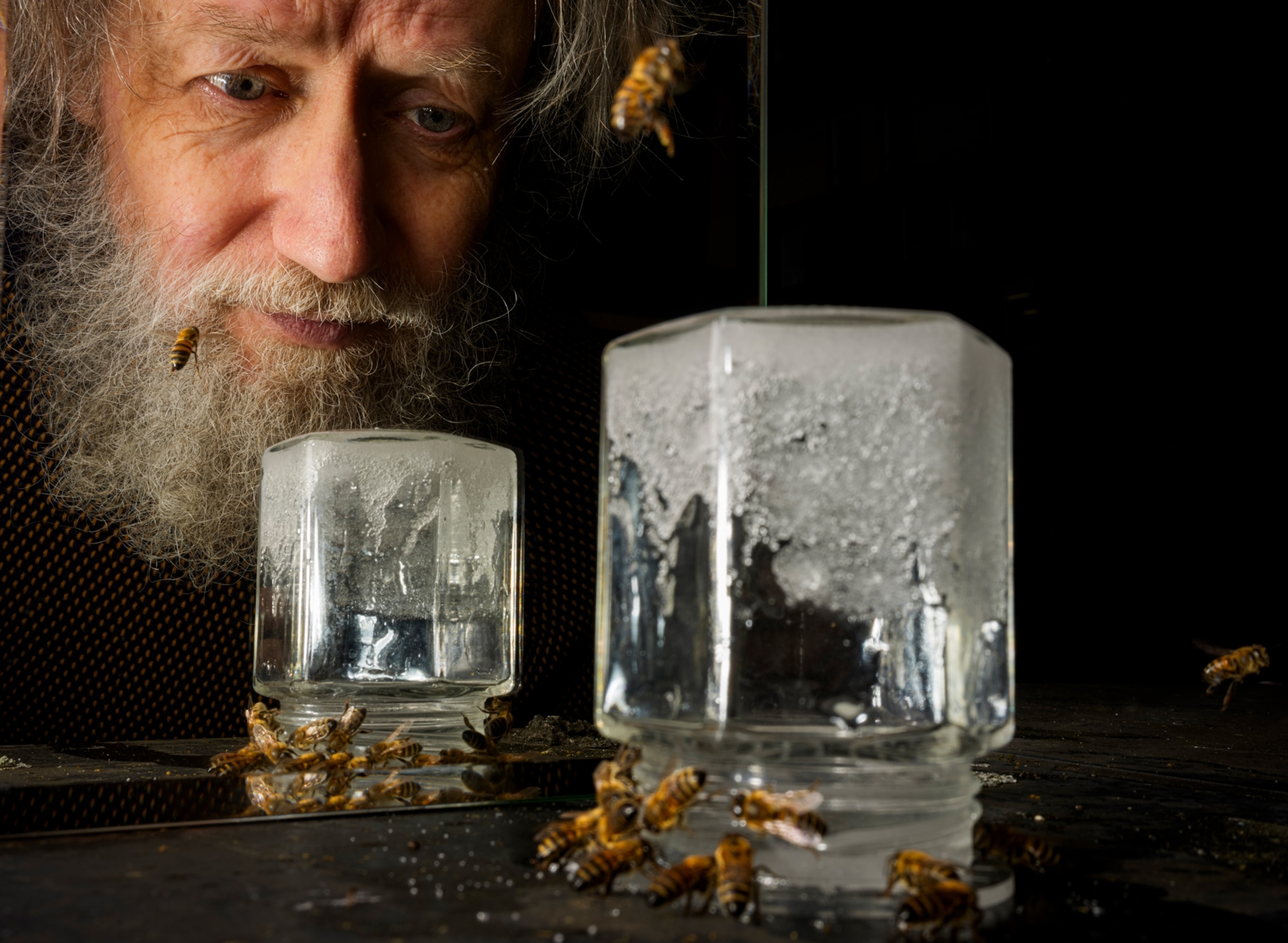 Behavioral ecologist Lars Chittka observes honeybees drinking sugar water in his lab at Queen Mary University of London.