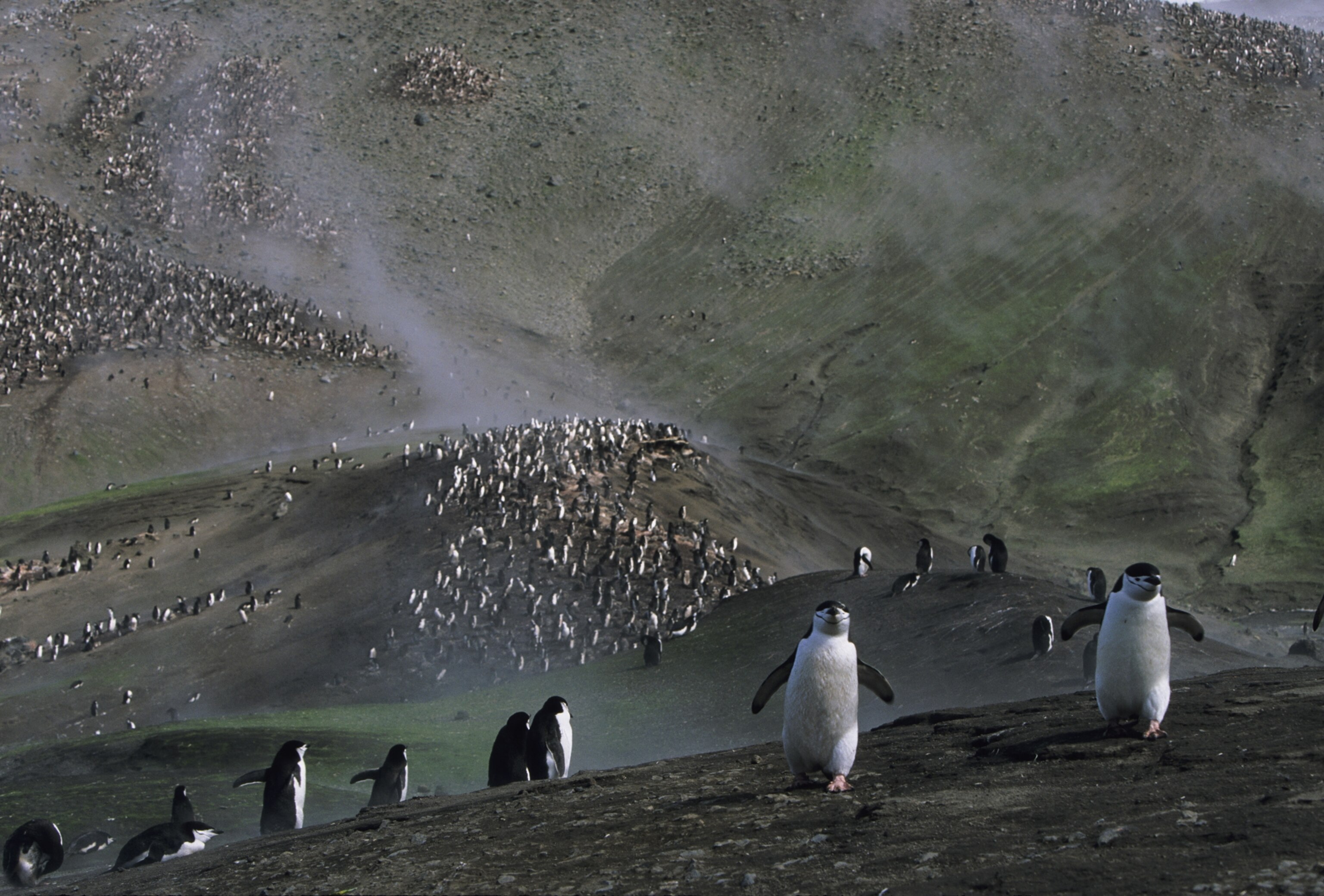 a chin strap penguin rookery in summer breeding season