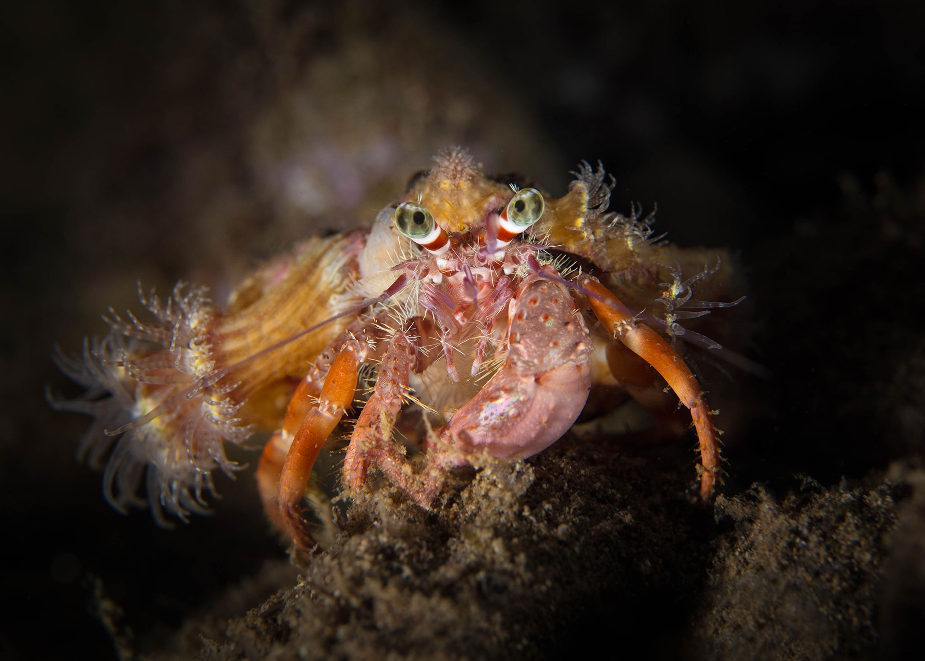 decorator crab