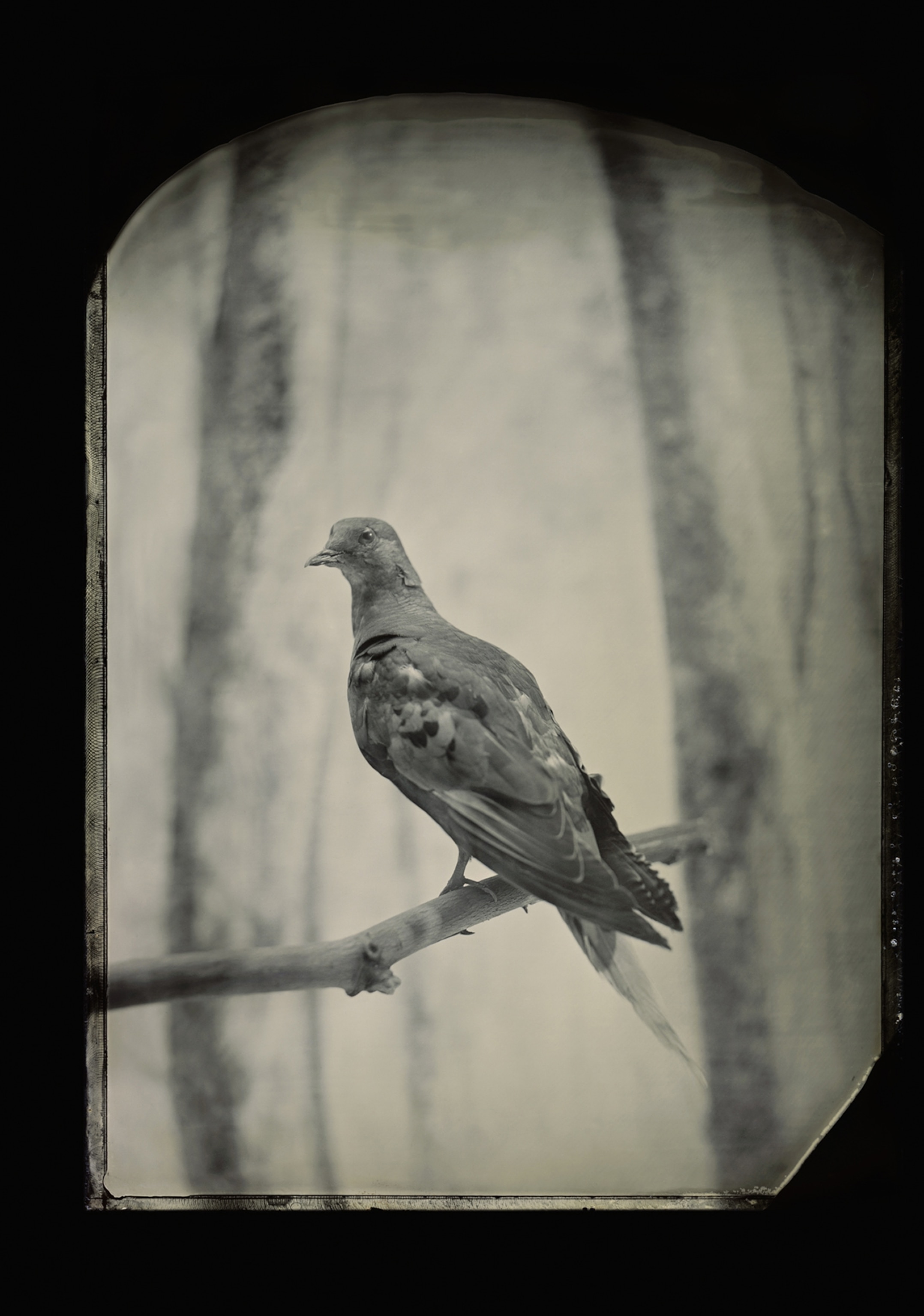 Passenger Pigeon (Ectopistes migratorius). Billions of the birds once filled the skies of eastern North America. Martha, the last one (pictured), died at the Cincinnati Zoo in 1914. Geneticists now think they could resurrect the species.