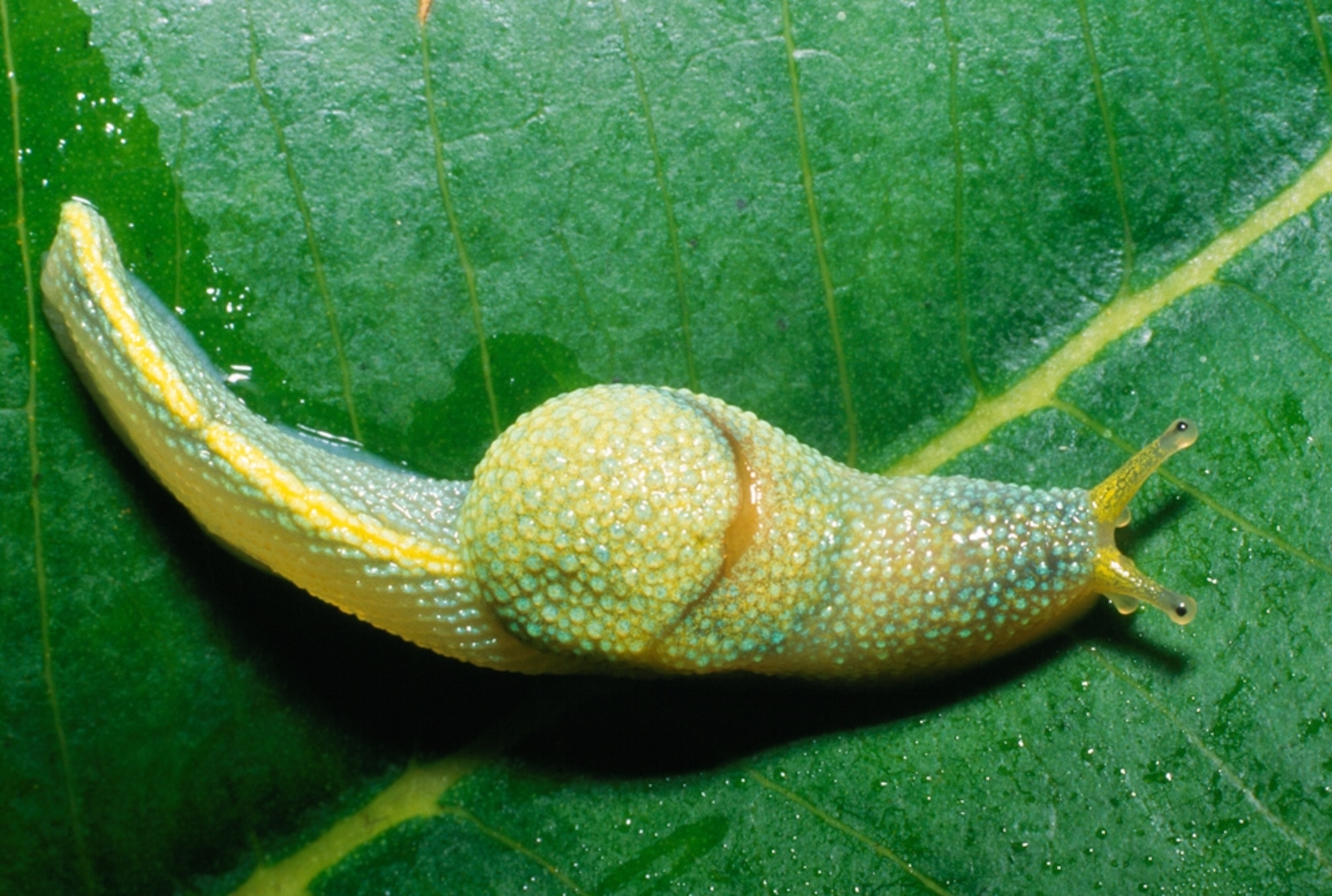 a "ninja" slug, one of more than 120 new species on Borneo reported by WWF on Earth Day's 40th anniversary