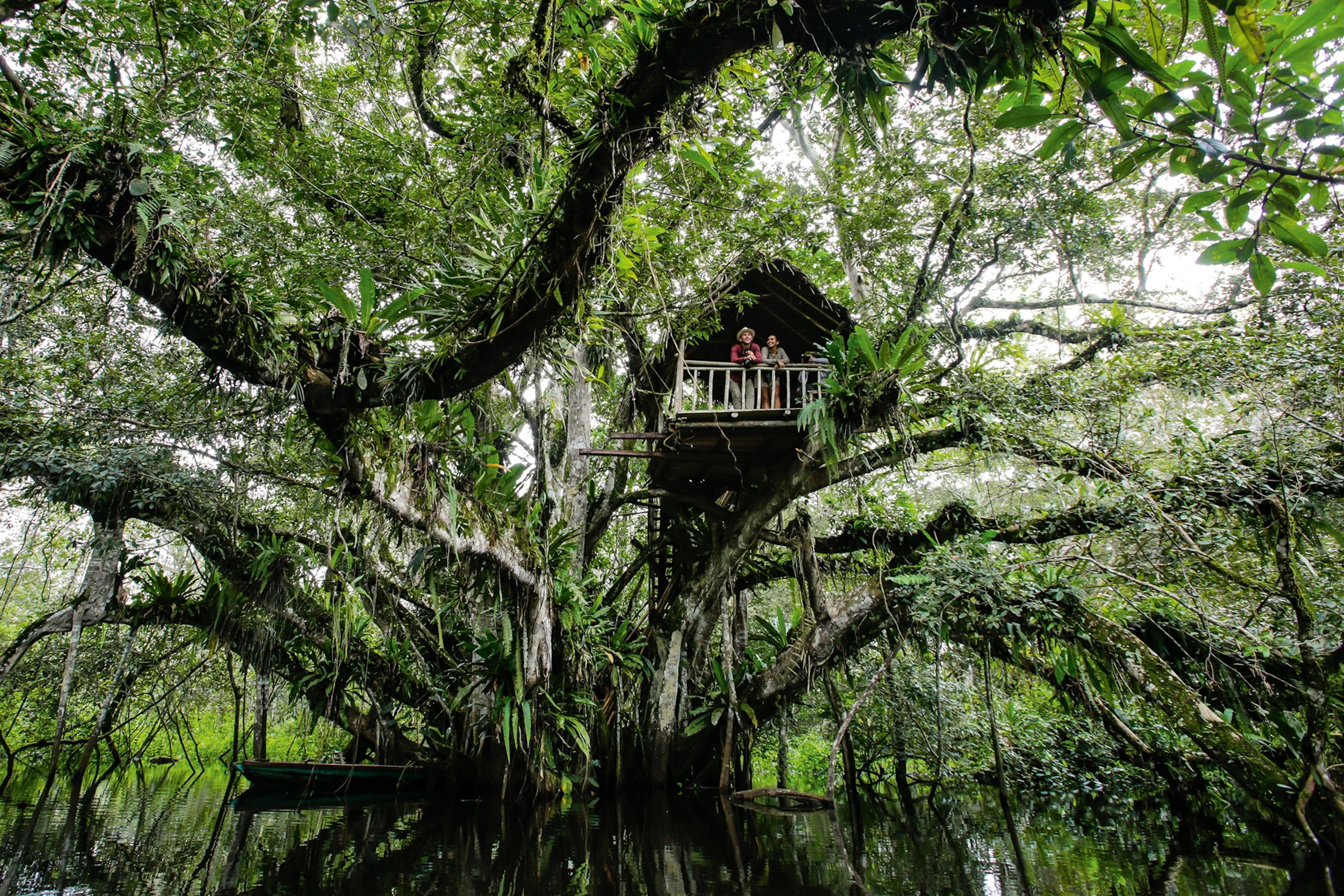 A tree house in the middle of the rainforest.