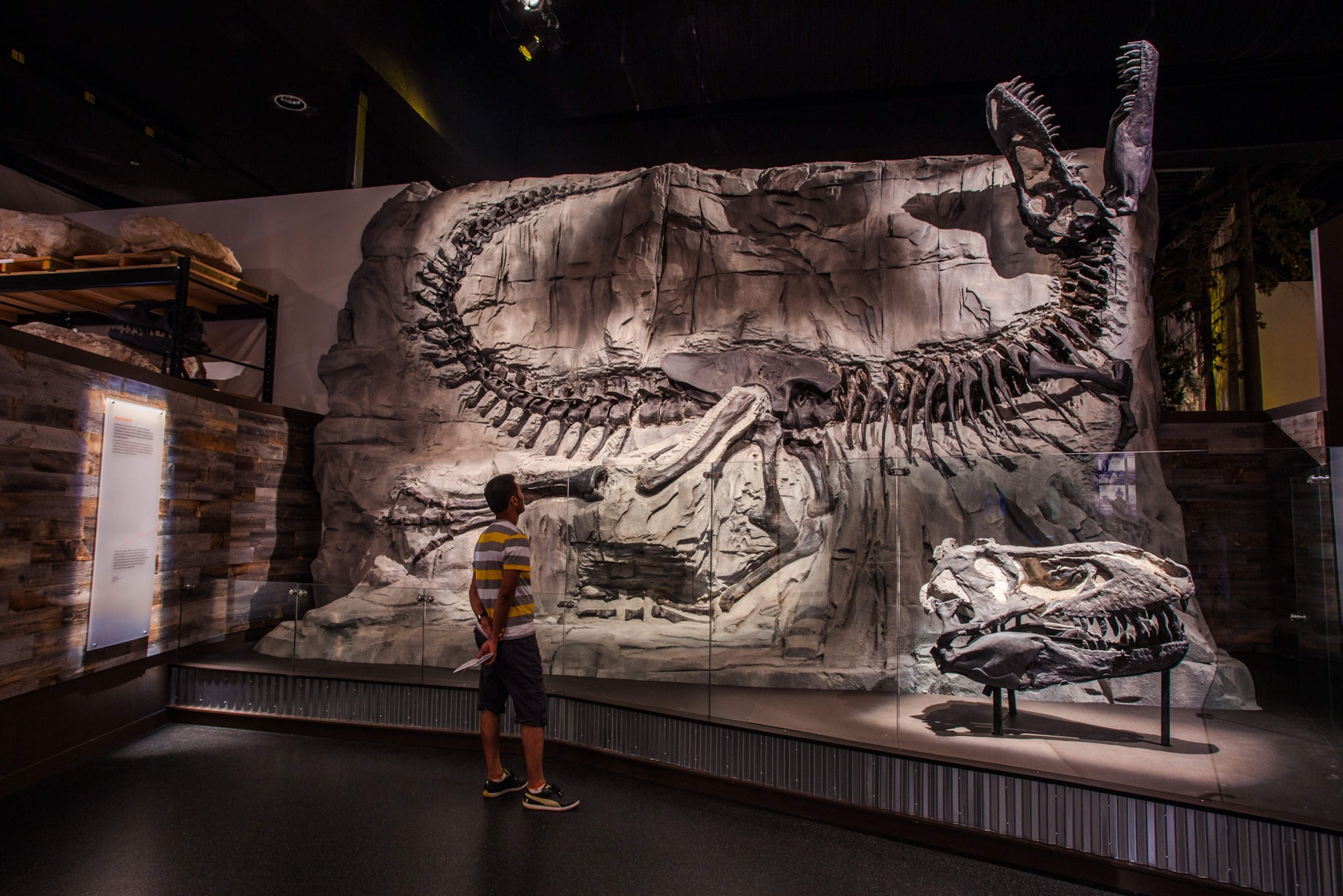 A museum visitor examining the fossilized skeletal remains of a T. rex, seen with its head and neck bent backwards
