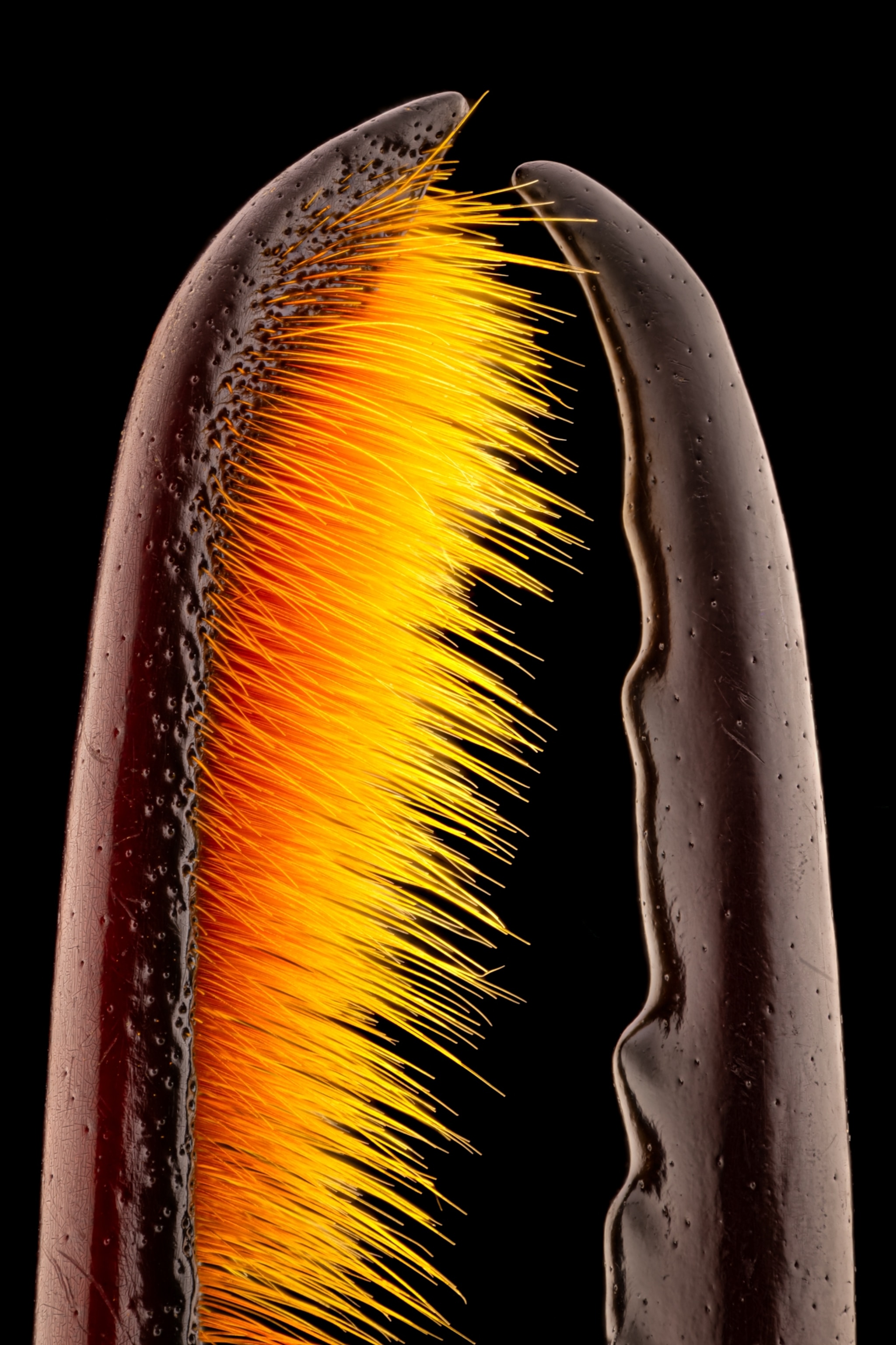 Bright orange and yellow hairs growing from the smooth horn of a beetle