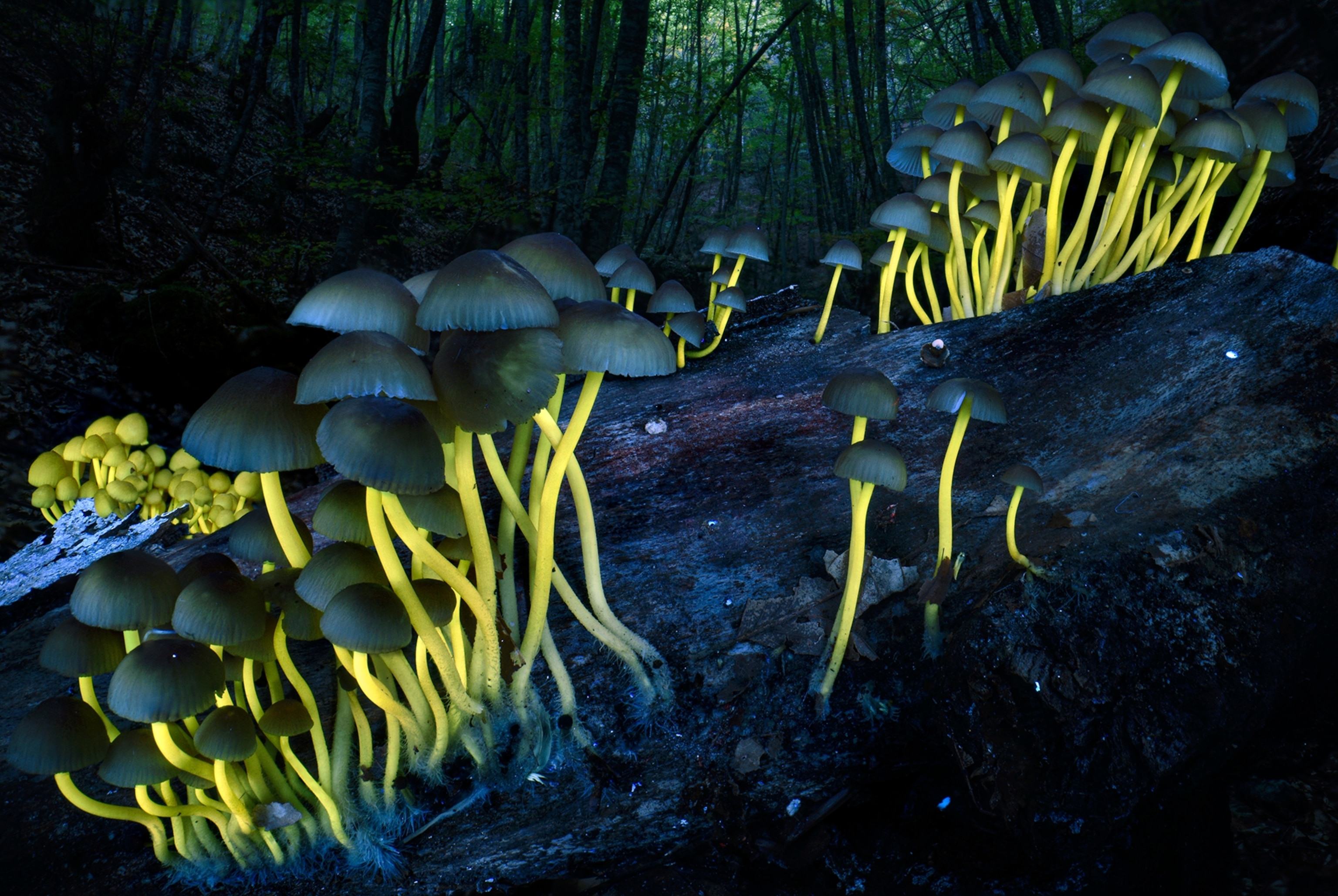 The stems of mushrooms in bunches glow yellow in a dark forest.