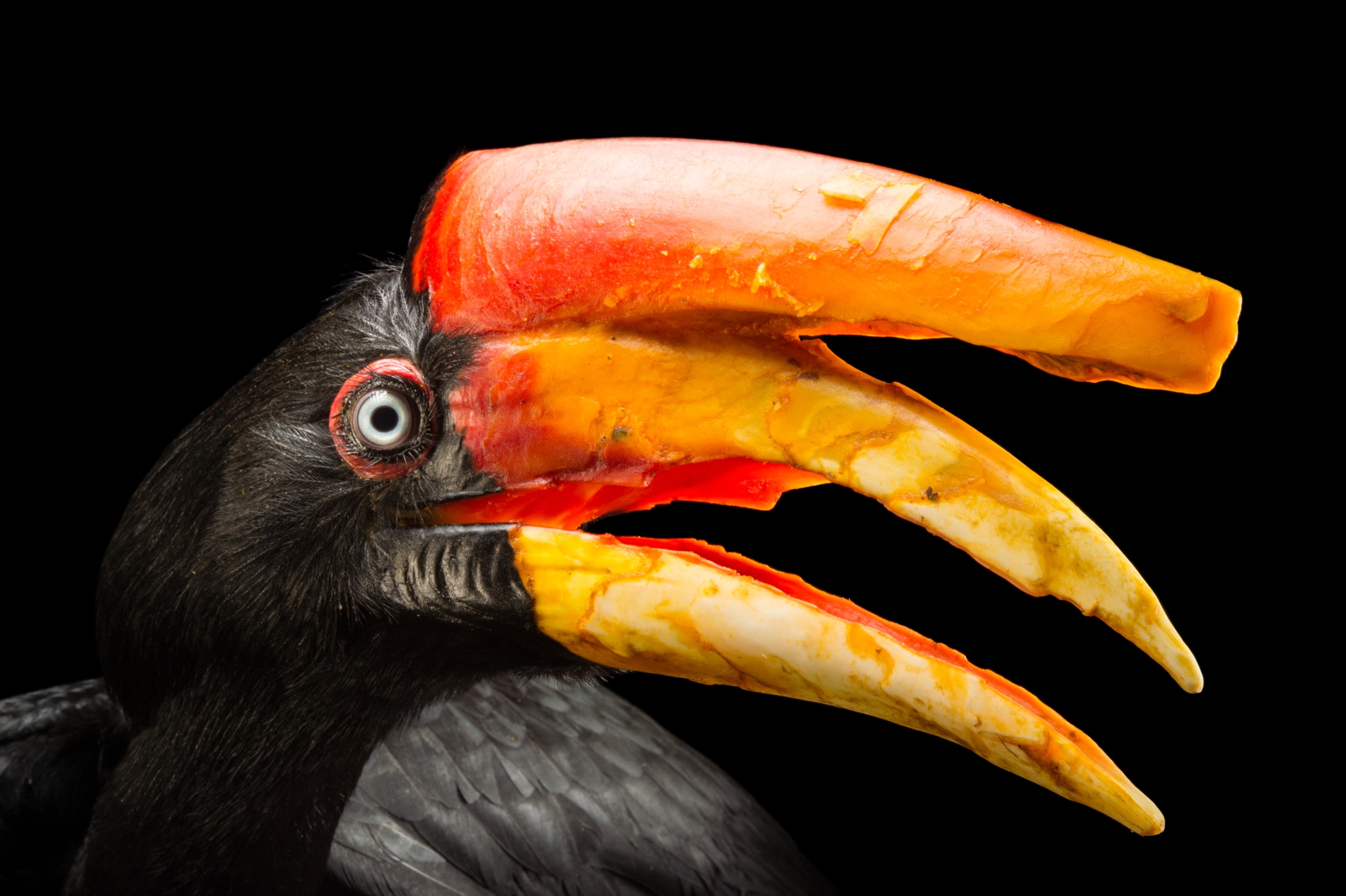 a Javan rhinoceros hornbill at Cincinnati Zoo, Ohio