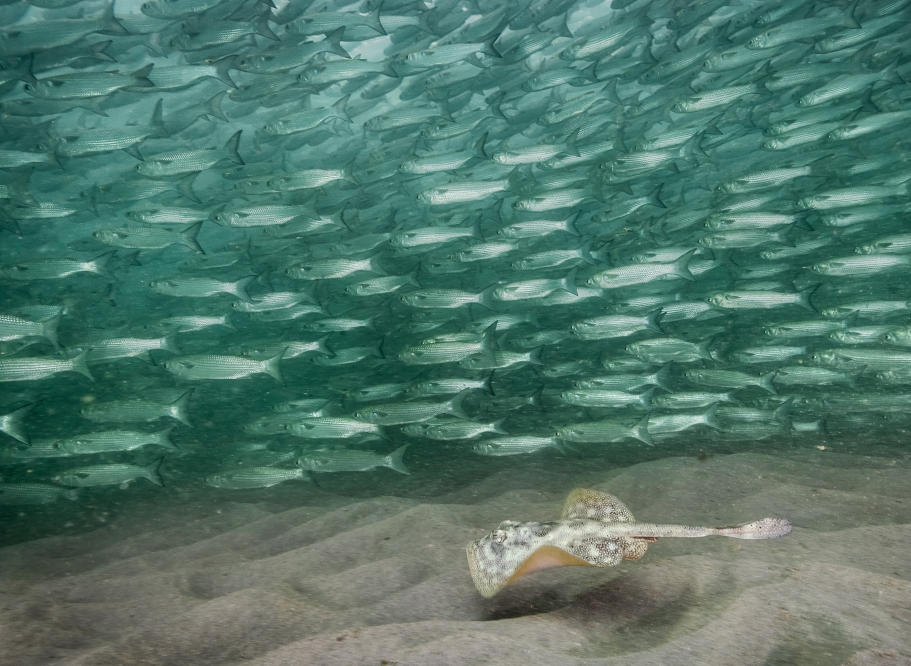 A stingray swims across the bottom of the ocean with a lot of fish in the background.