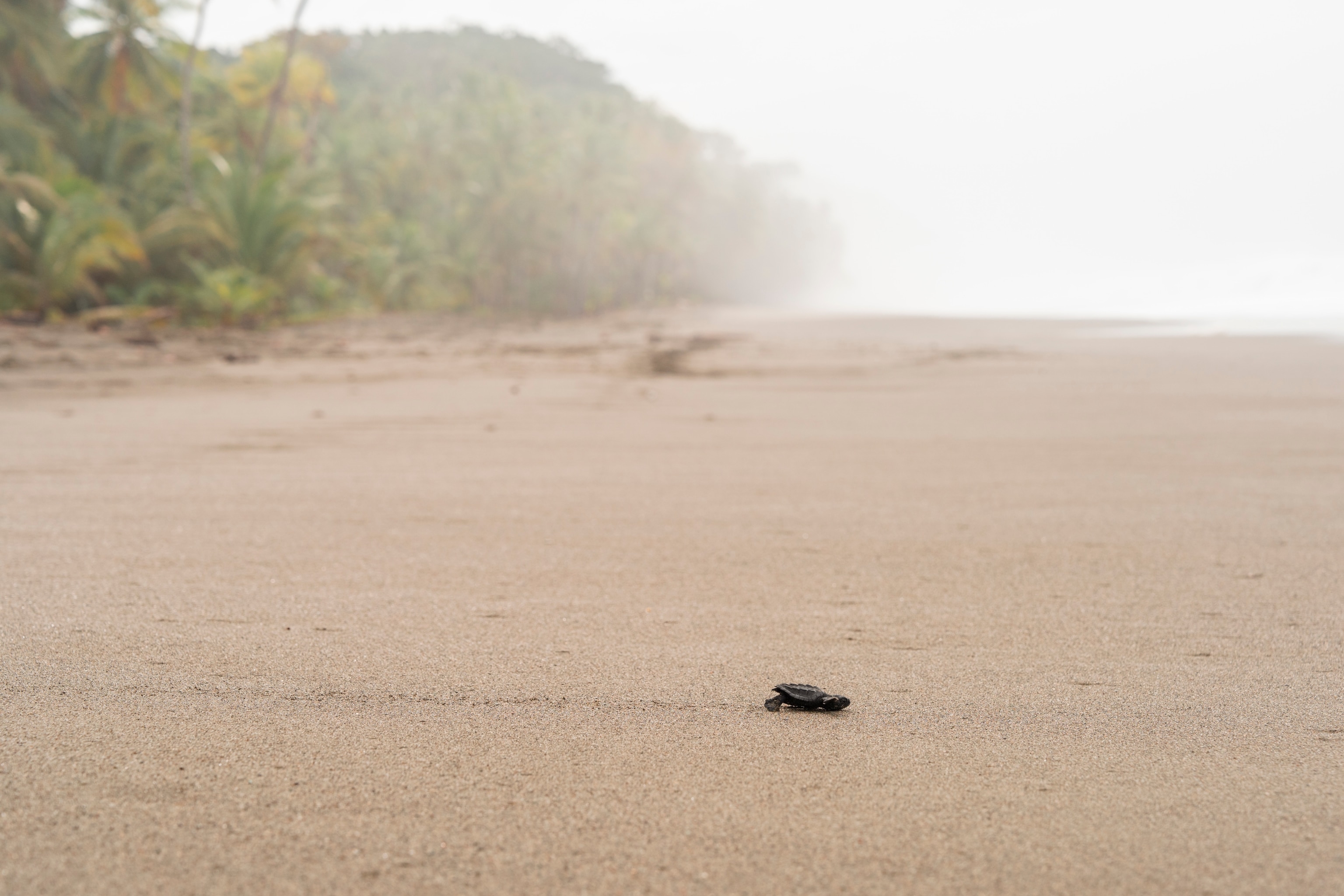 A baby turtle makes its dash for the ocean on Playa Piro on the Pacific coast, cared for until hatched by researchers at Osa Conservation.