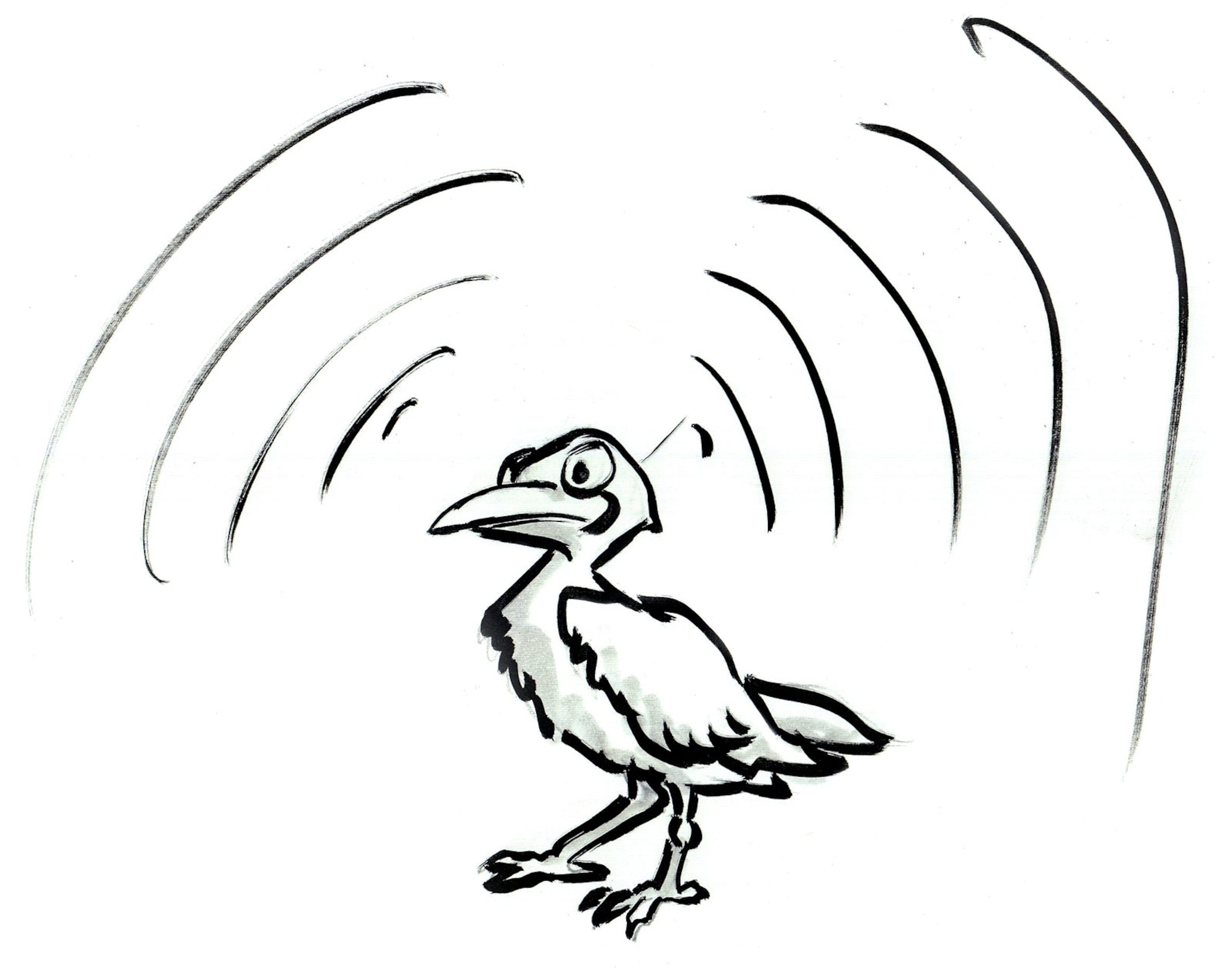 Drawing by Robert Krulwich