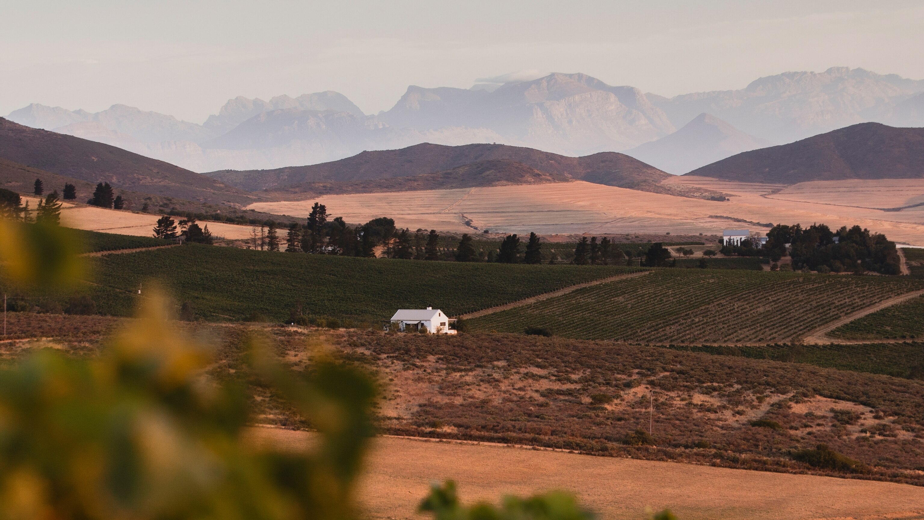Meet the new winemakers taking South Africa by storm - Vimarsana News