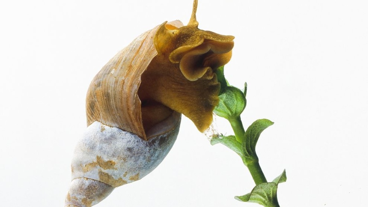 Snails on Meth Have Sharper Memories