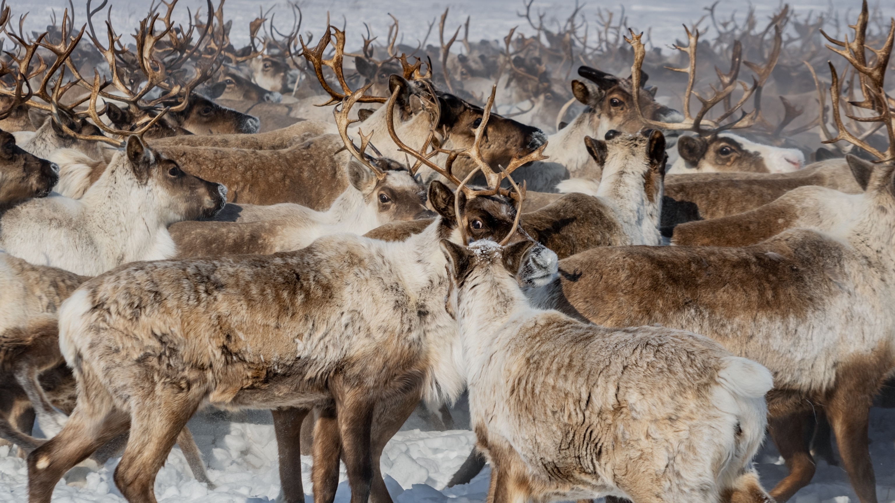 The epic journey of Canada’s last (and only) reindeer