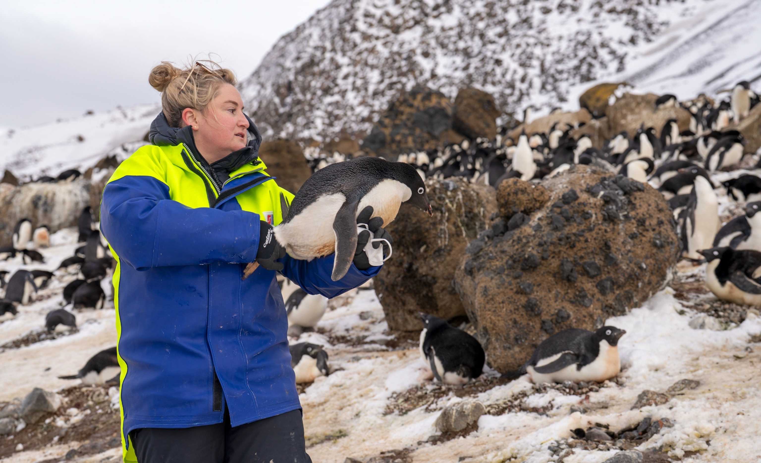 Woman with blond hair in blue winter jacket looking at the penguin she is holding in her left hand.