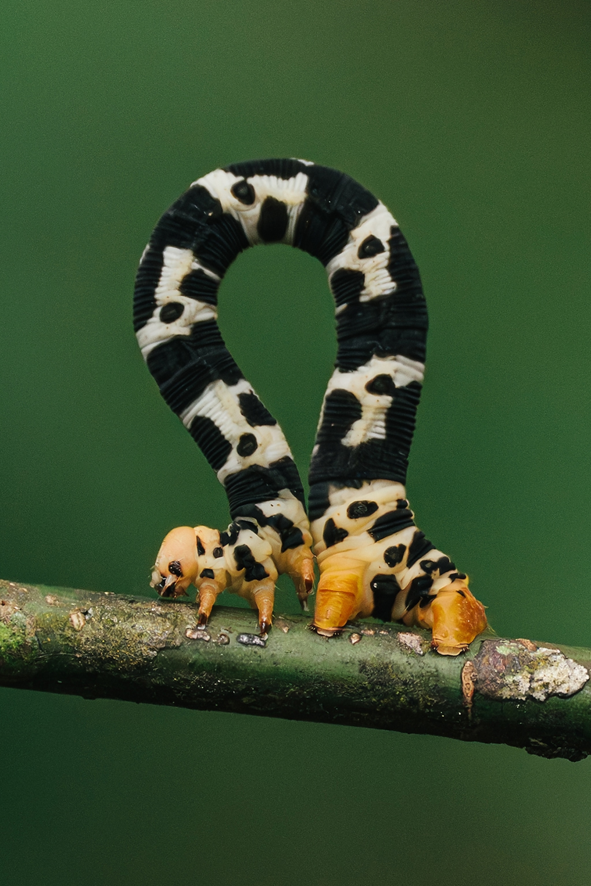 A spotted caterpillar arching its long body into a perfect open loop on a branch.