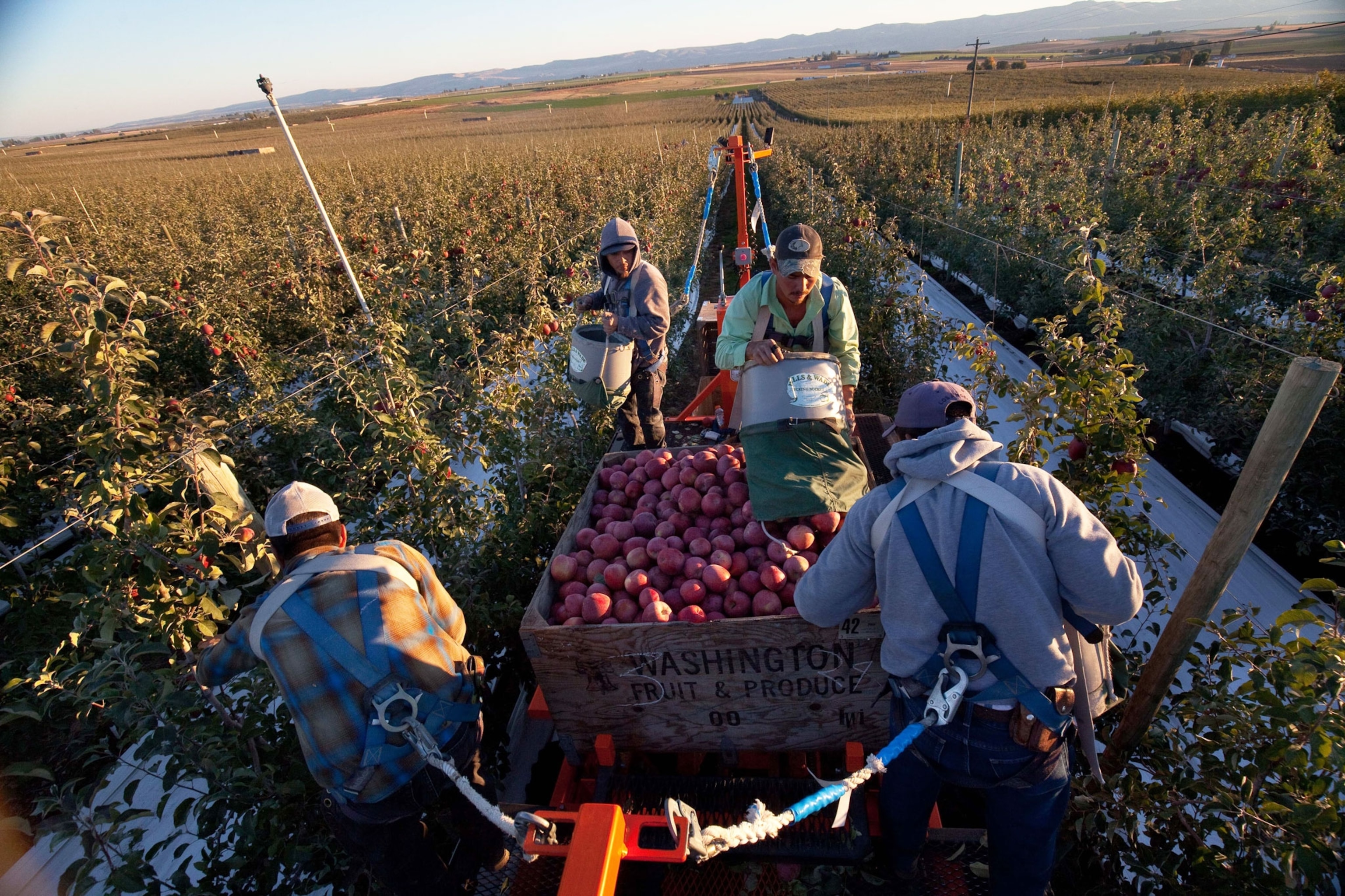 workers picking apples