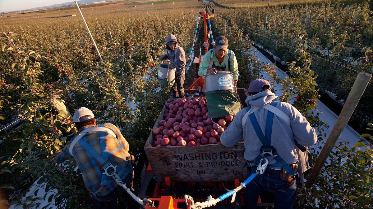 To Save Apples, Look to Their Wild Roots | National Geographic