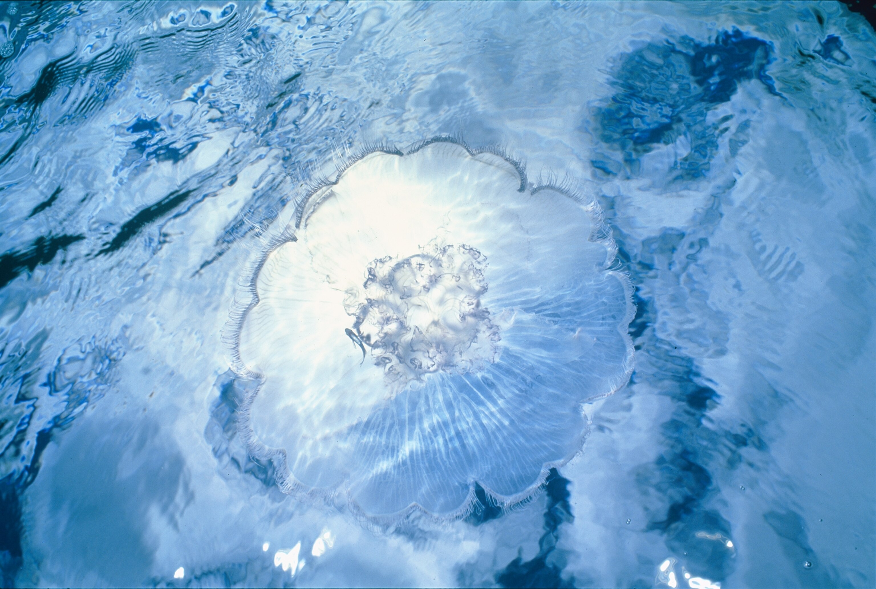 a moon jellyfish in the Tasman Sea.
