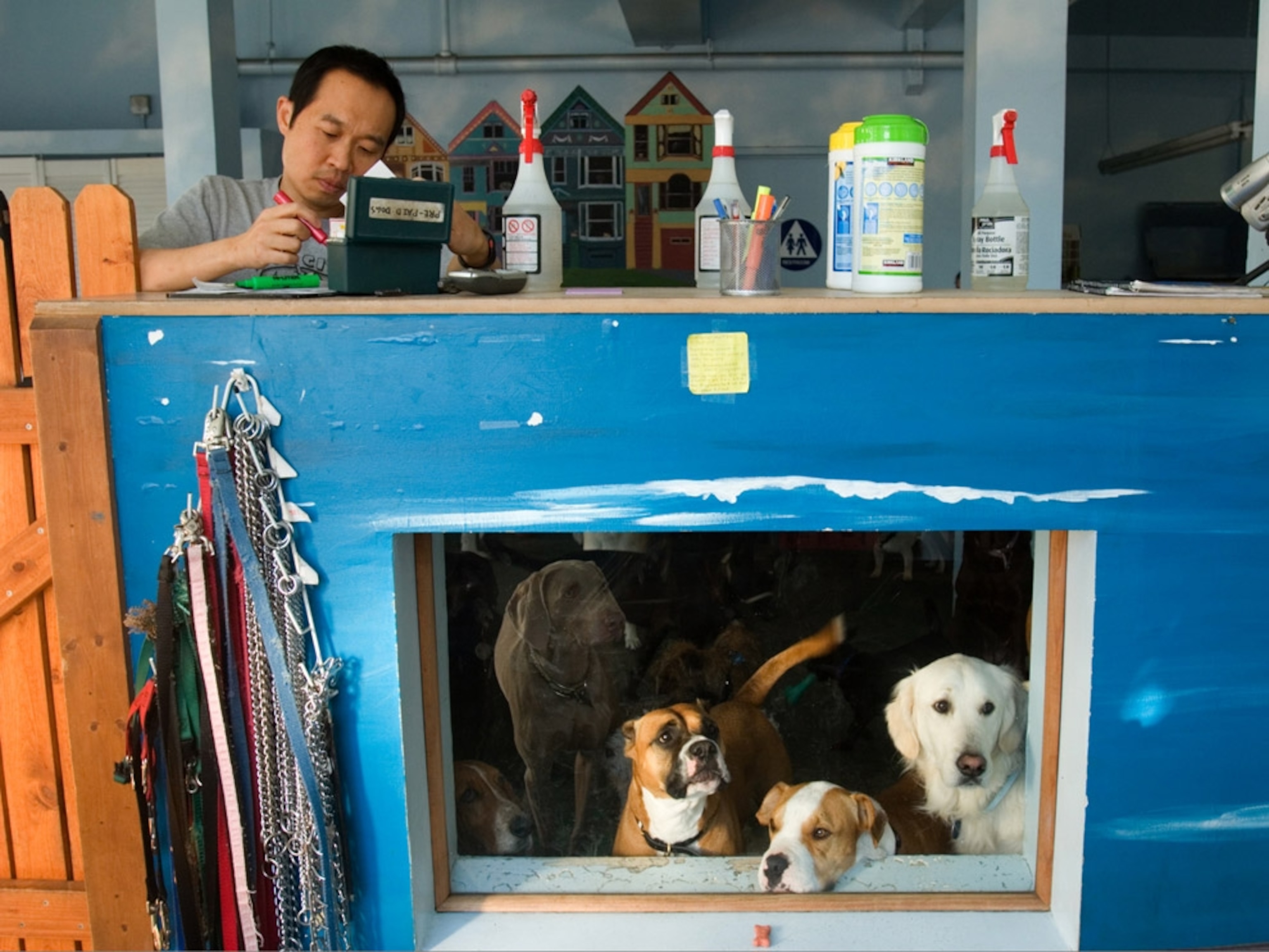 Dog day care on Lombard Street