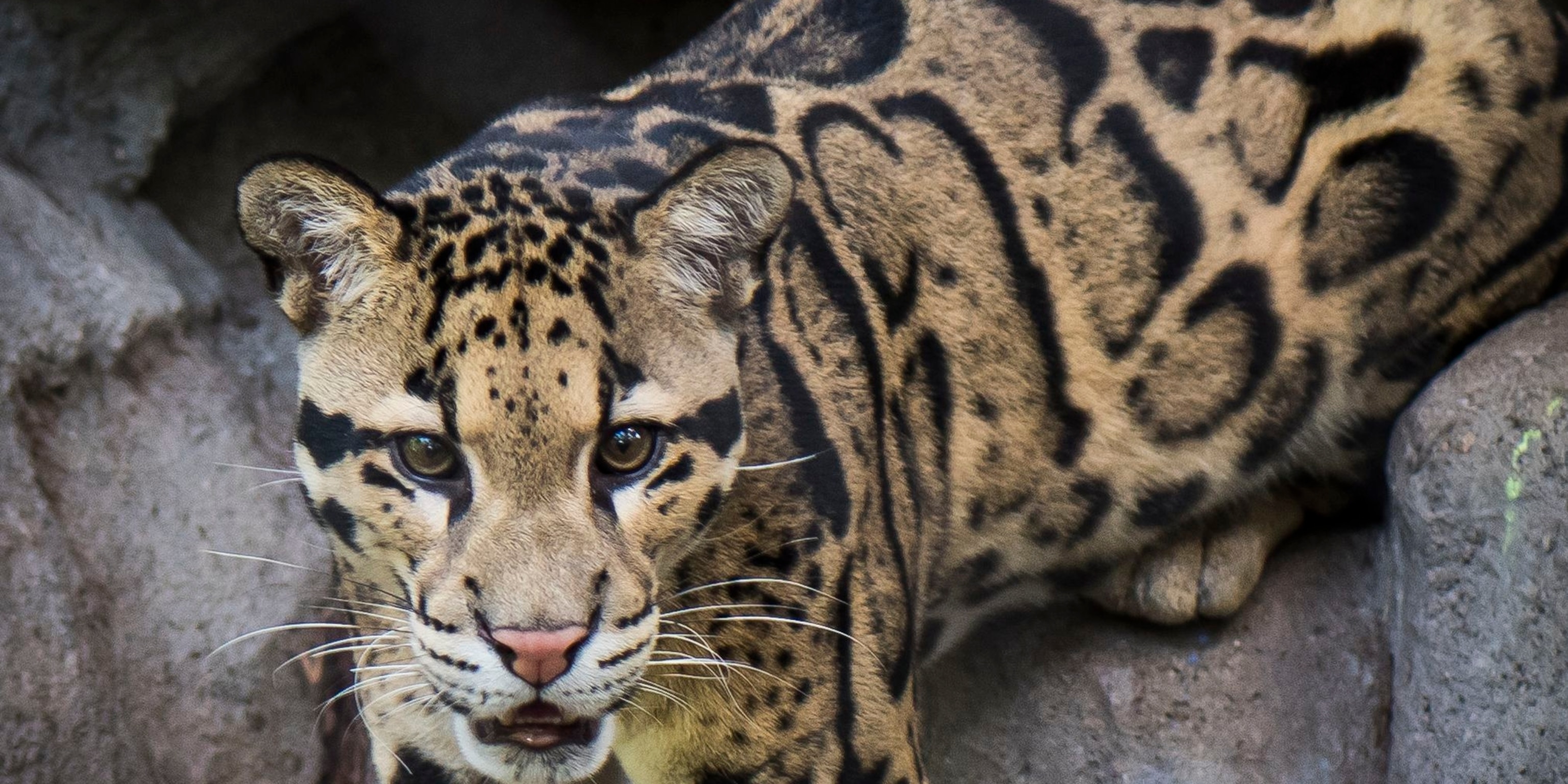 シム・シメール、【THE LITTLE CLOUDED LEOPARD】
