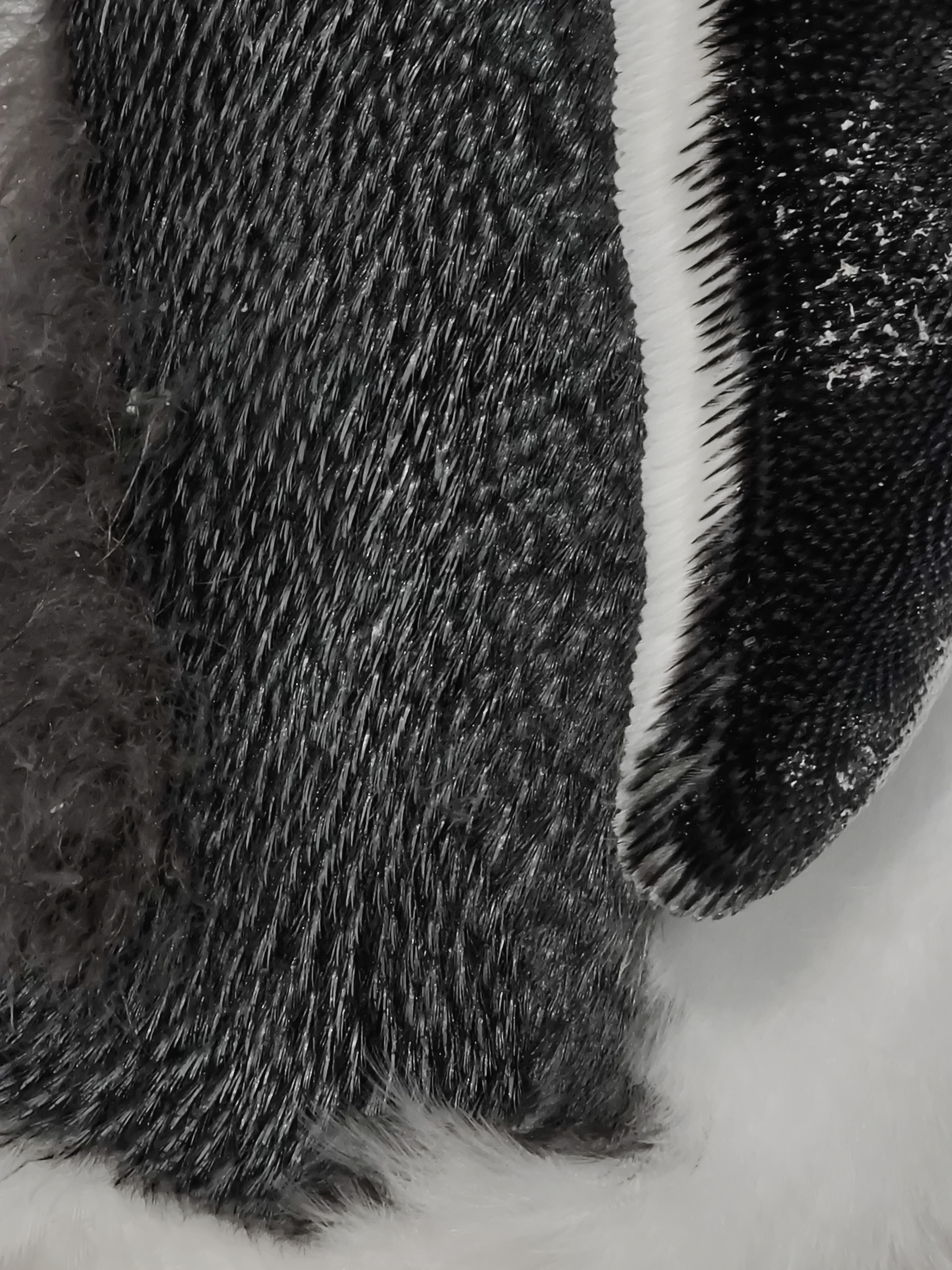Close-up photo of the plumage of a gentoo penguin