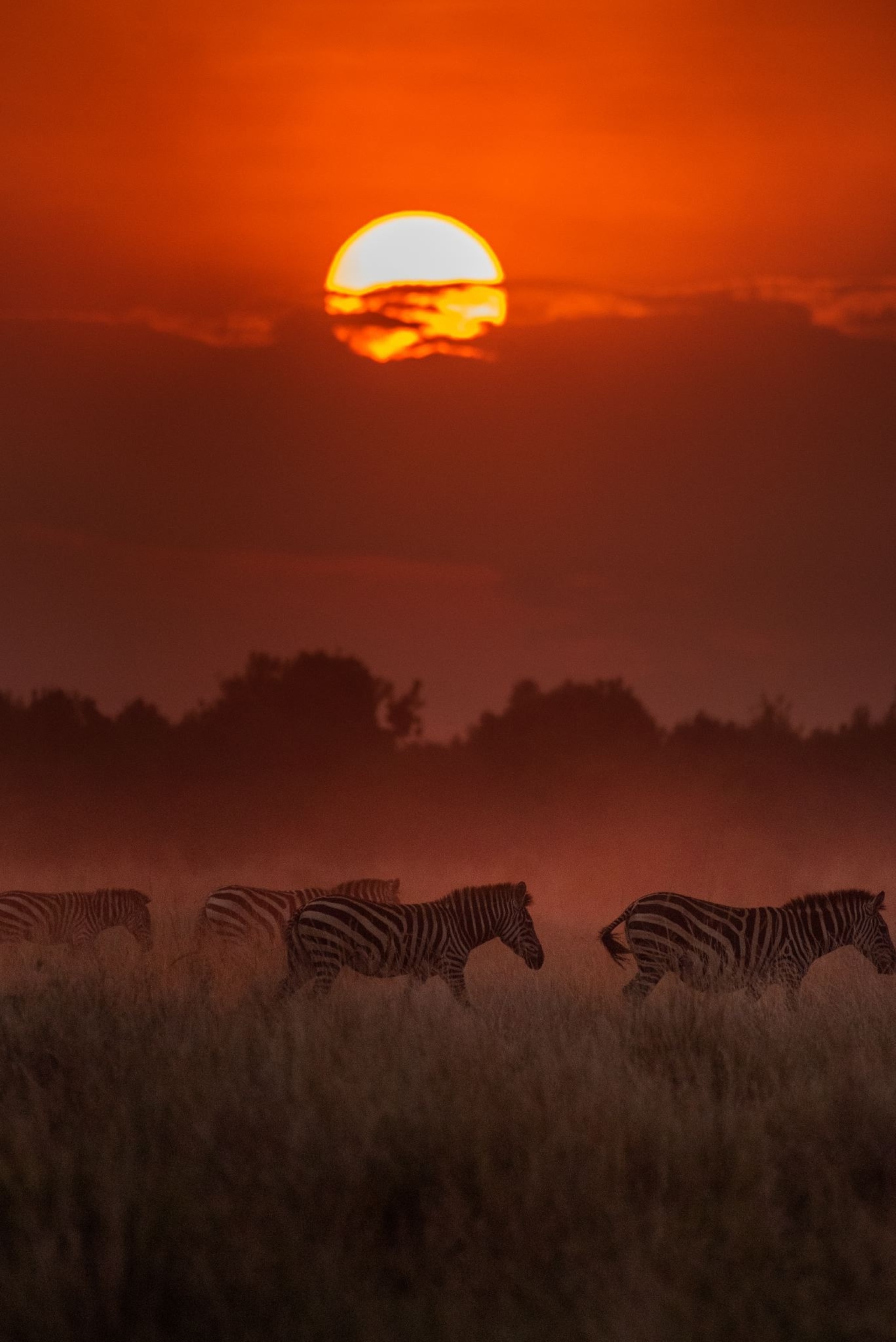 zebras at sunset in the Masai Mara National Reserve, Kenya