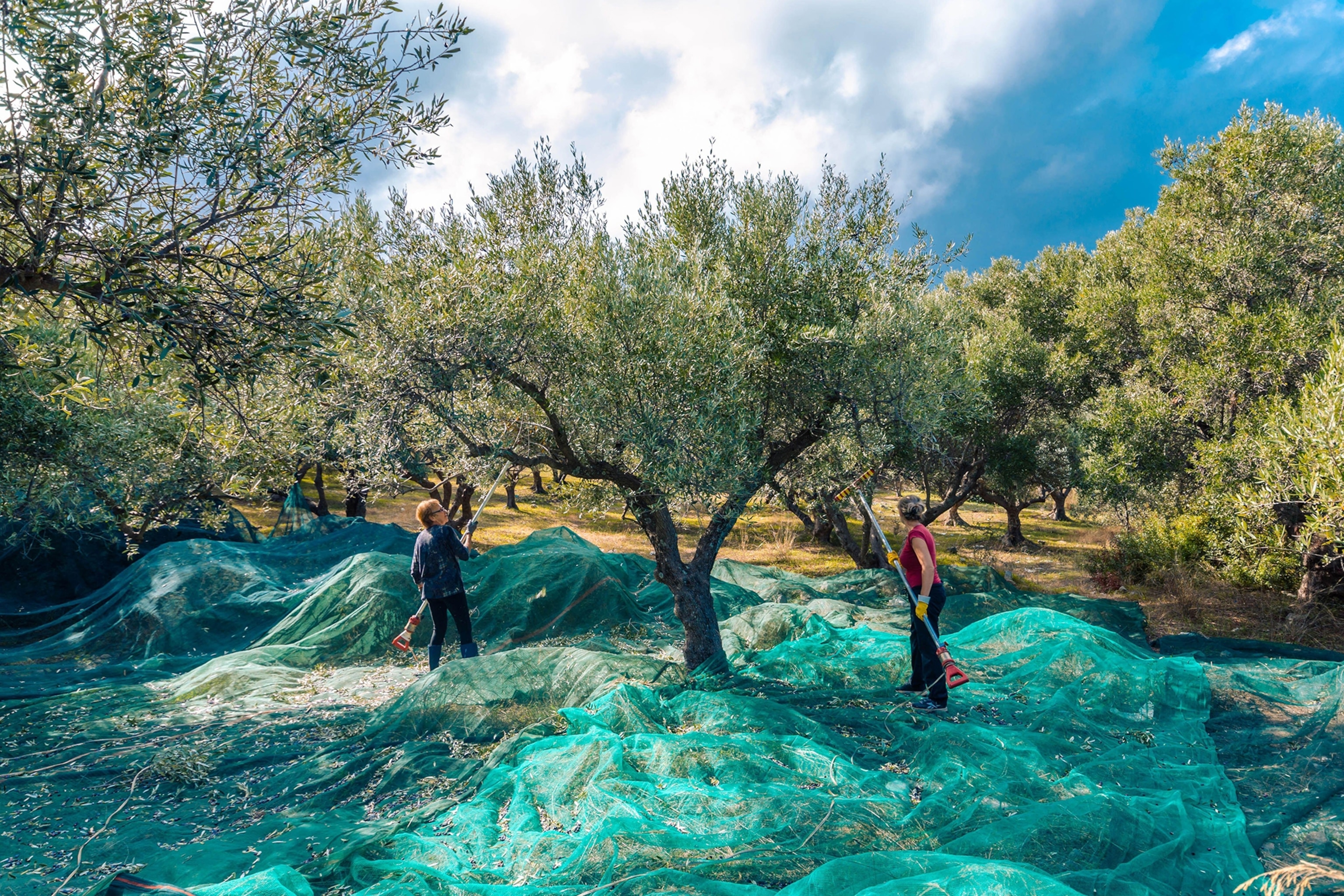 olive harvest in greece