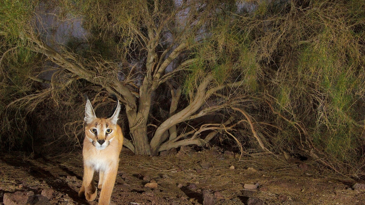 Meet the animals that survive extreme desert conditions | National Geographic