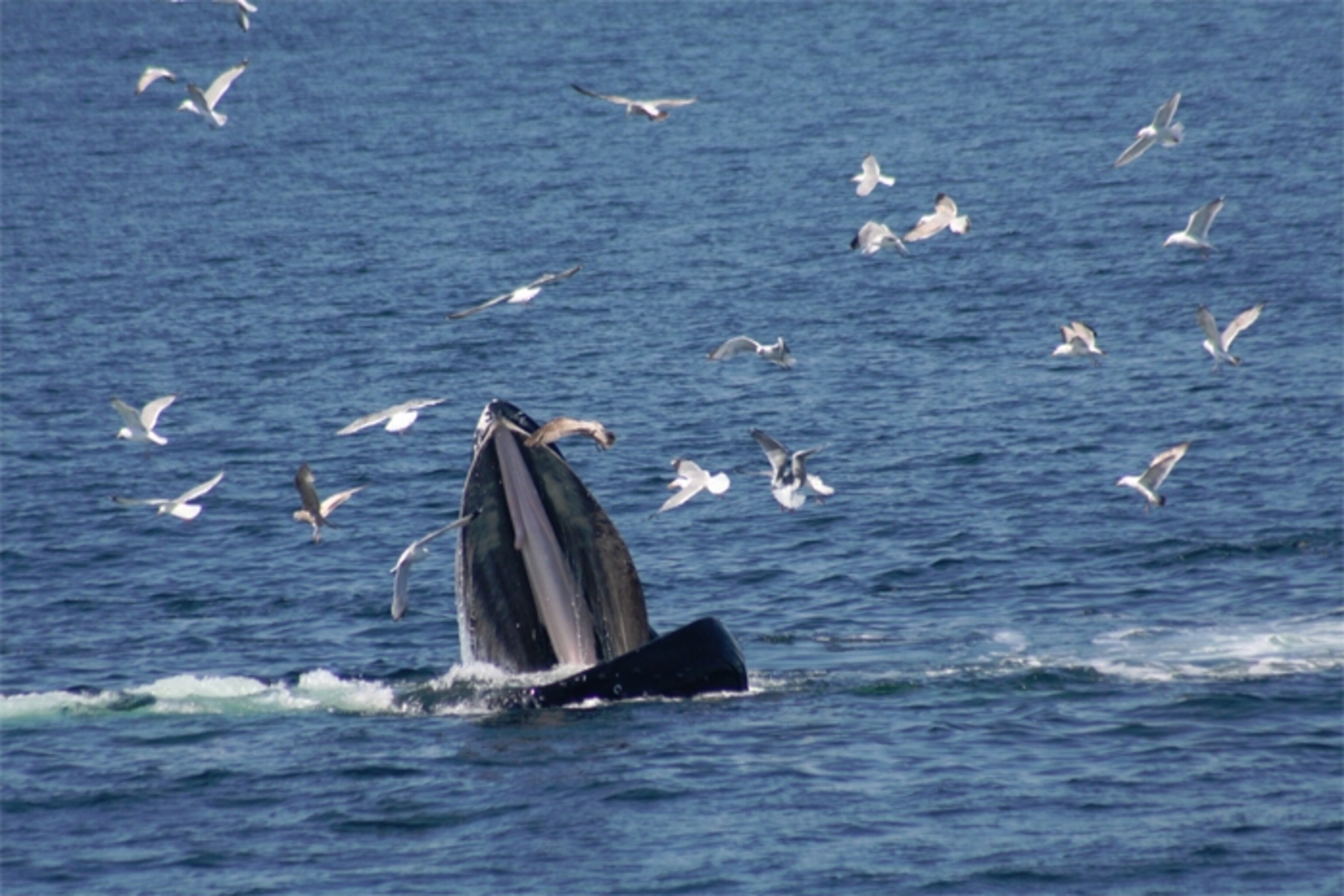 Lunge-feeding humpbak whale, by Jennifer Allen and the Whale Center of New England