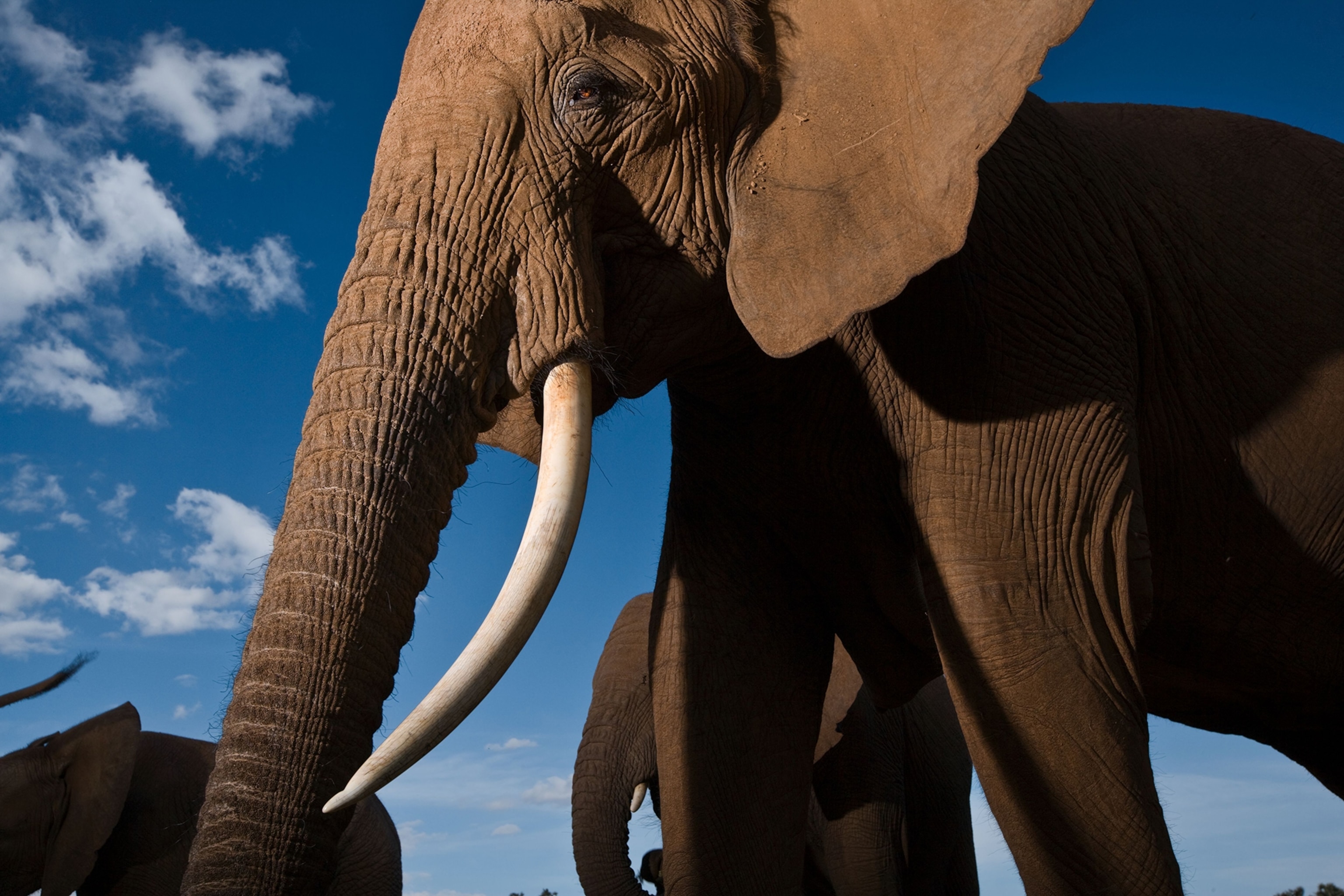 African elephants in Samburu National Reserve.