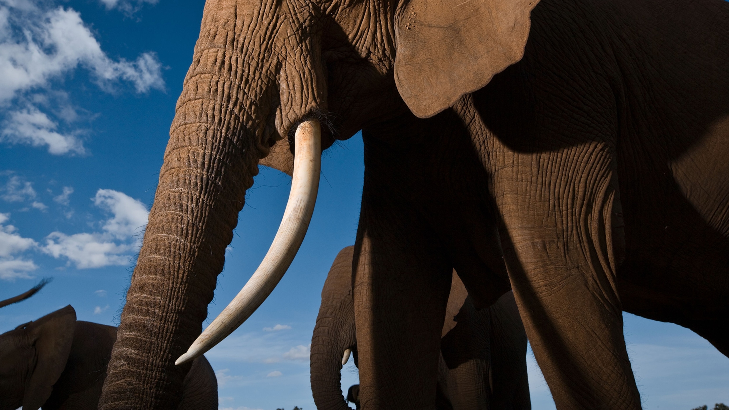 The man who helped change the fate of Africa's elephants