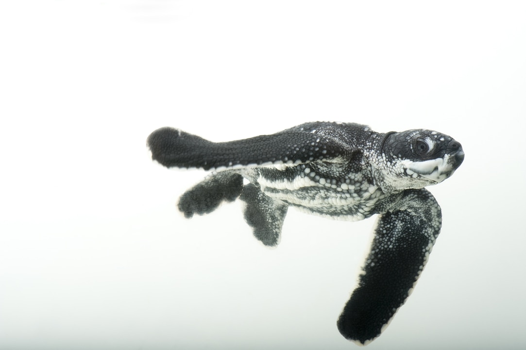 【美品】LEATHERBACK SEA TURTLE GIANTref.0323 Amazon.com: Safari Ltd. Leatherback Sea Turtle Figurine