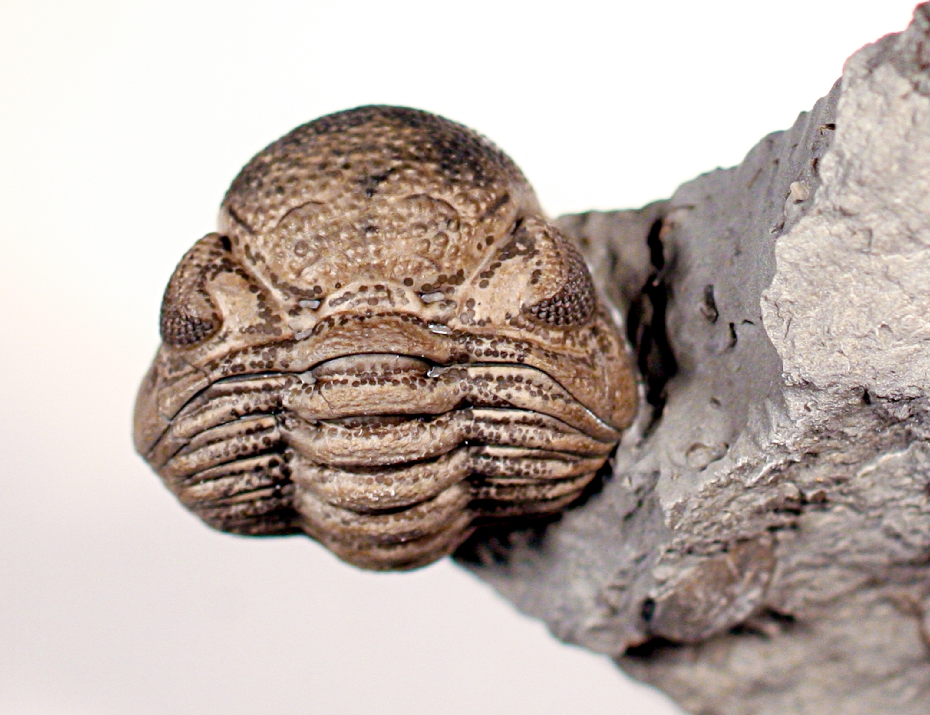 Trilobites Found With Mysterious Markings | National Geographic