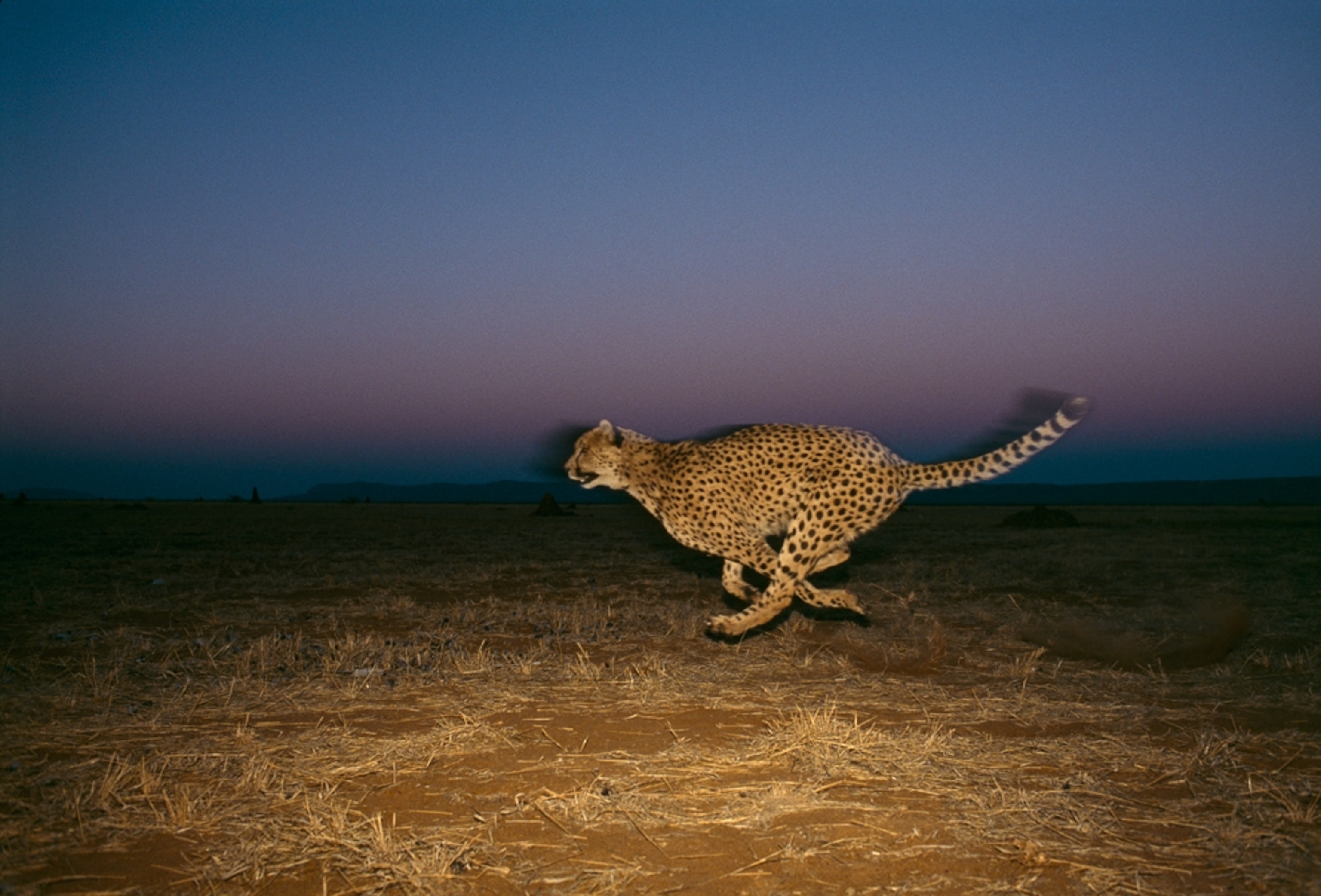 Cheetah picture: animal in Botswana, part of the world's biggest conservation area