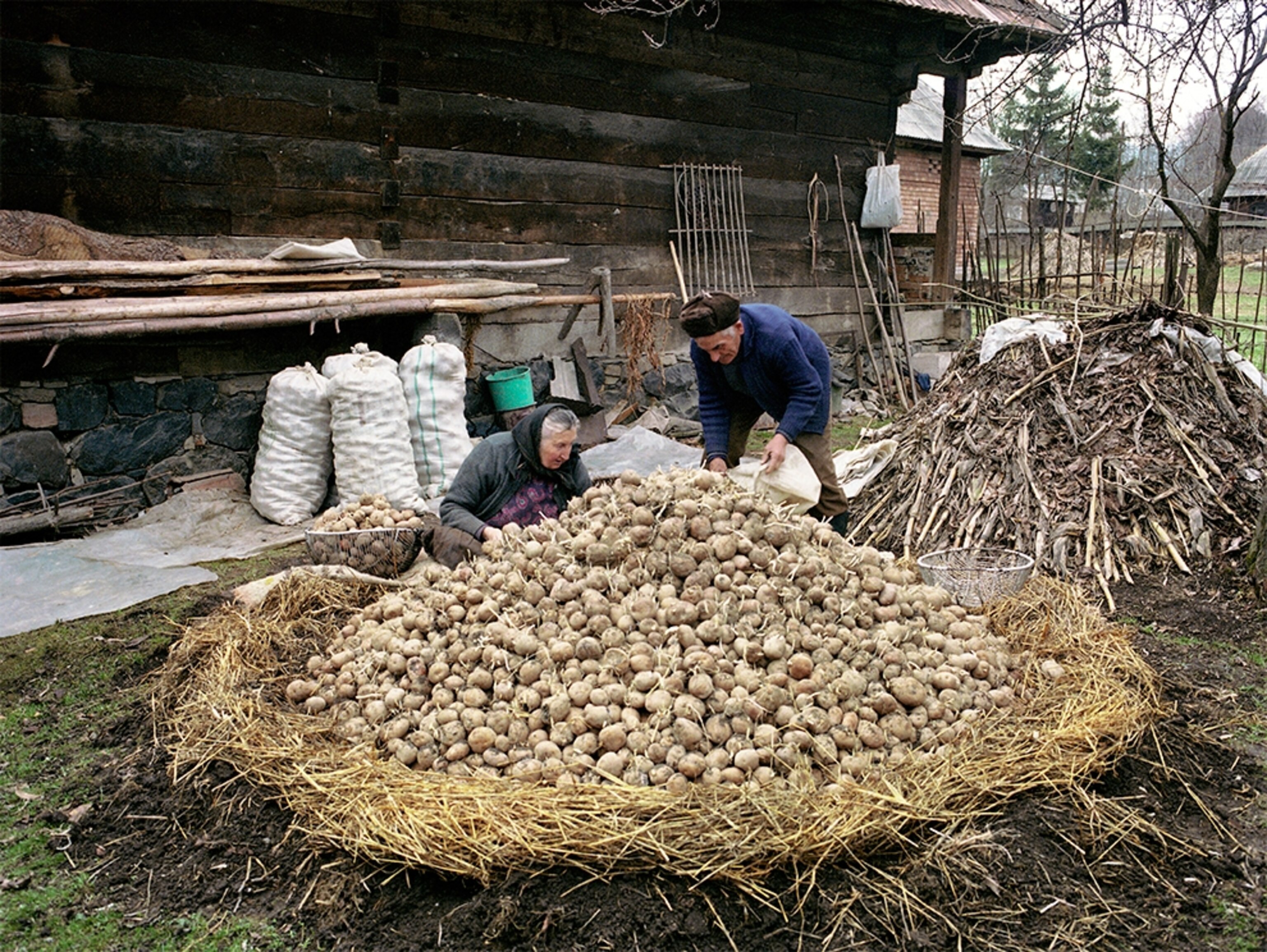 potatoes in pile, Maramures, Romania