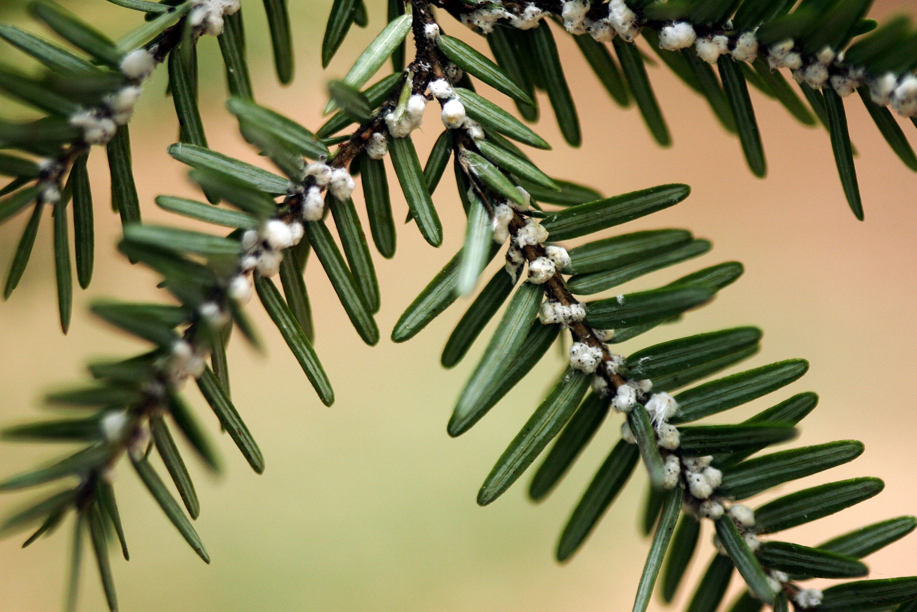 woolly adelgid on an eastern hemlock tree