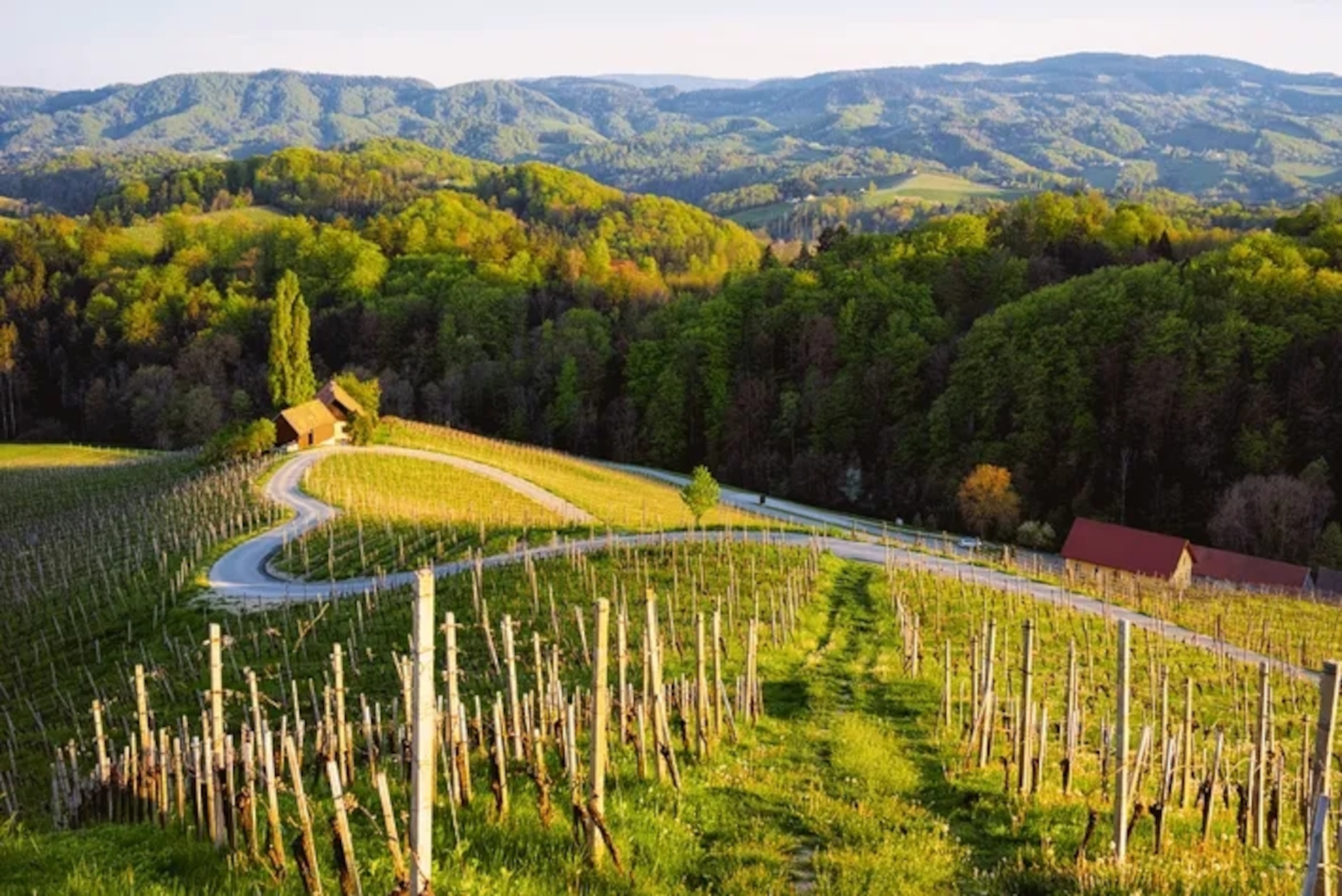 The famous heart-shaped road among the vineyards near Maribor.