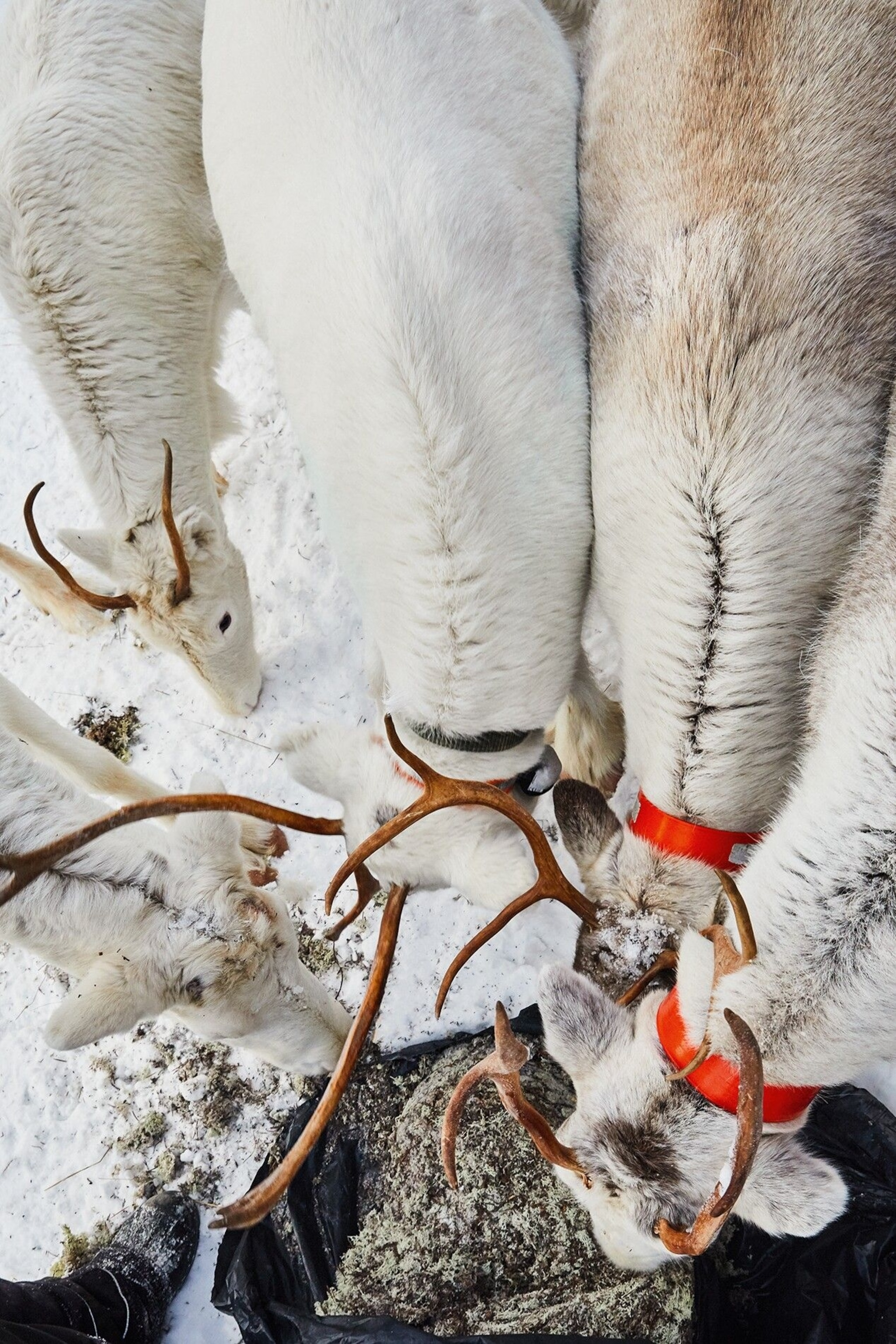 The herd includes a newborn leucistic deer.
