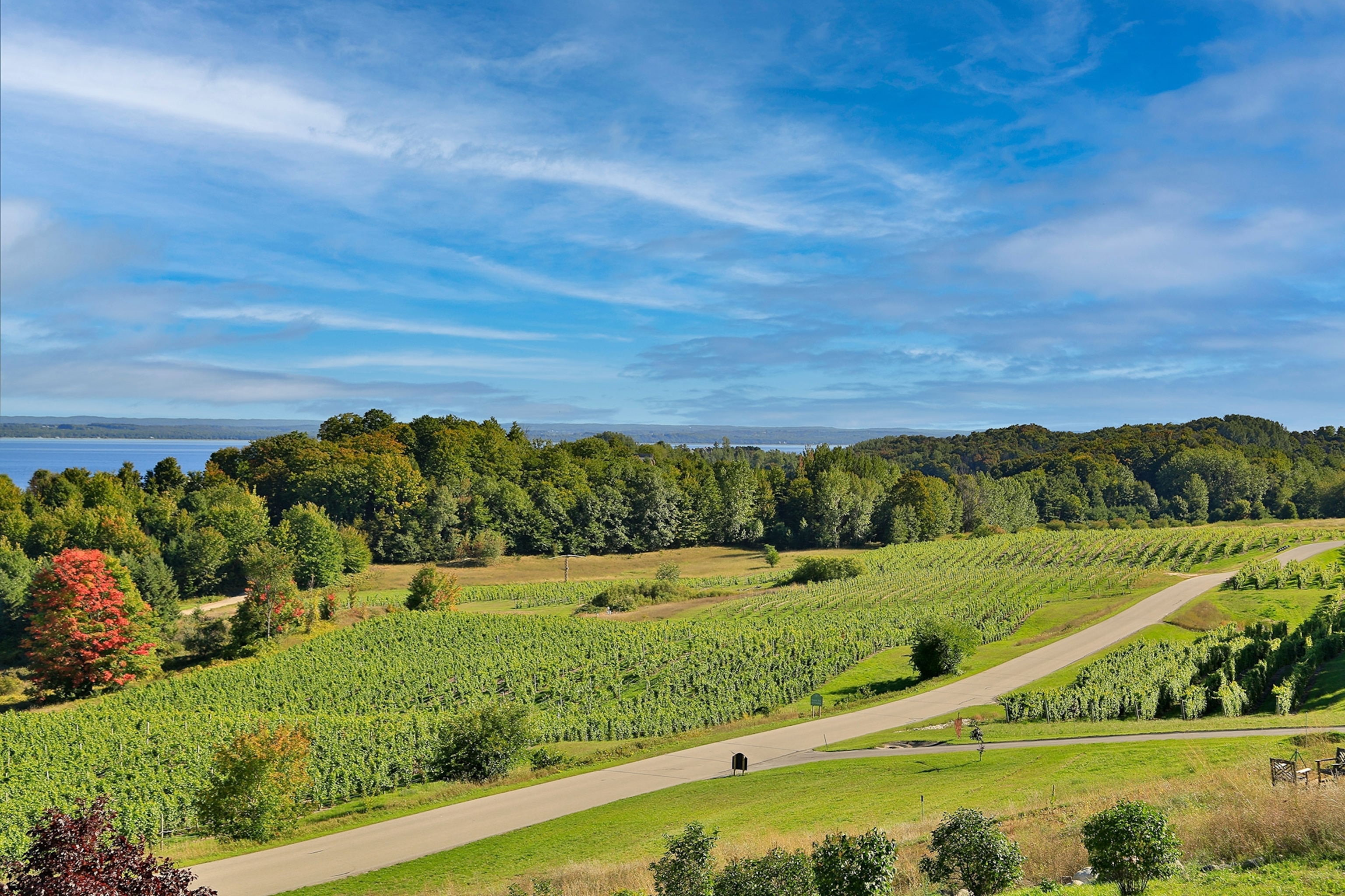 Hilly green vineyards surrounded by trees bisected by a winding road, lake view in distance