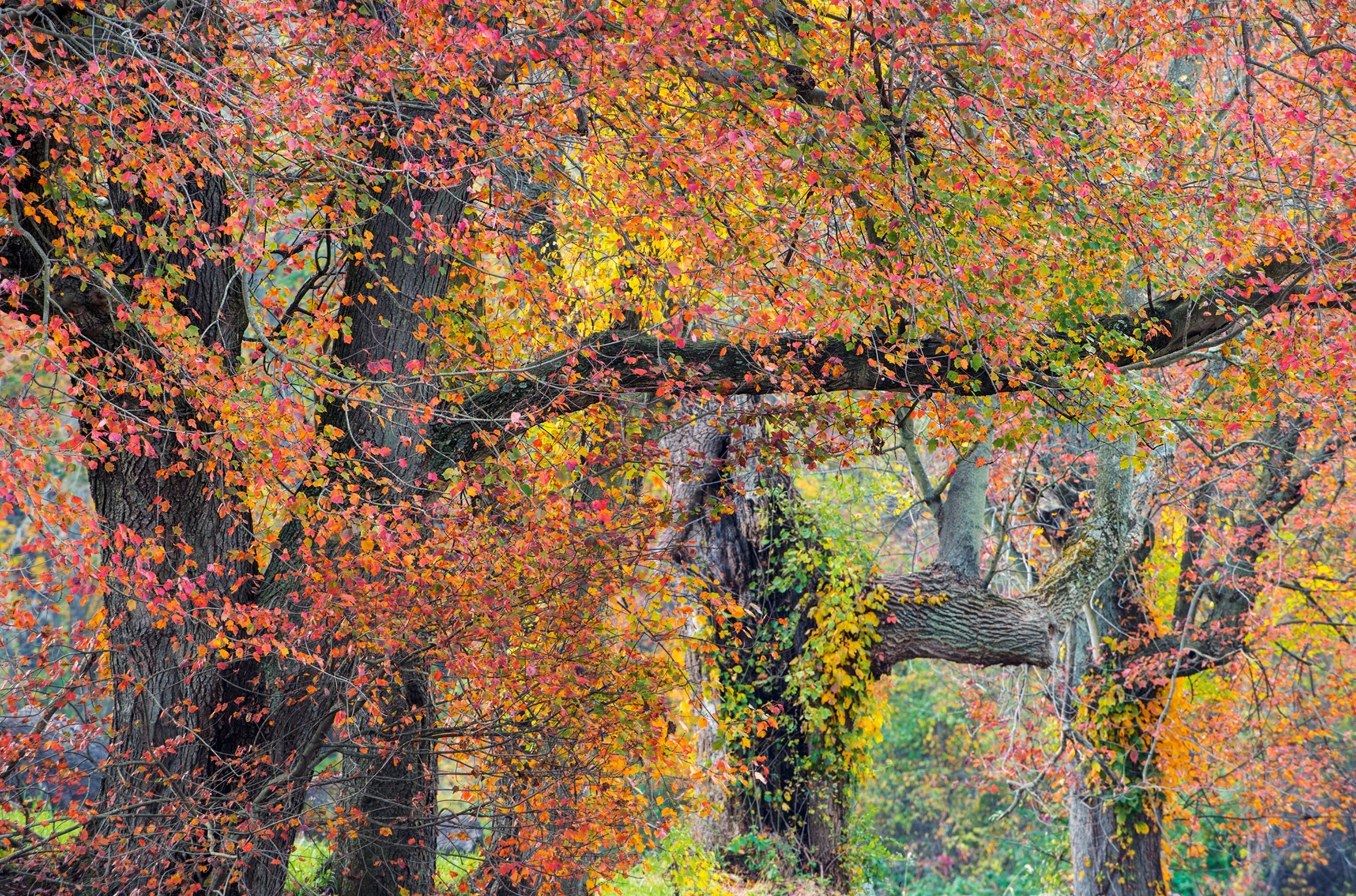 Woodlawn Oaks and Maples