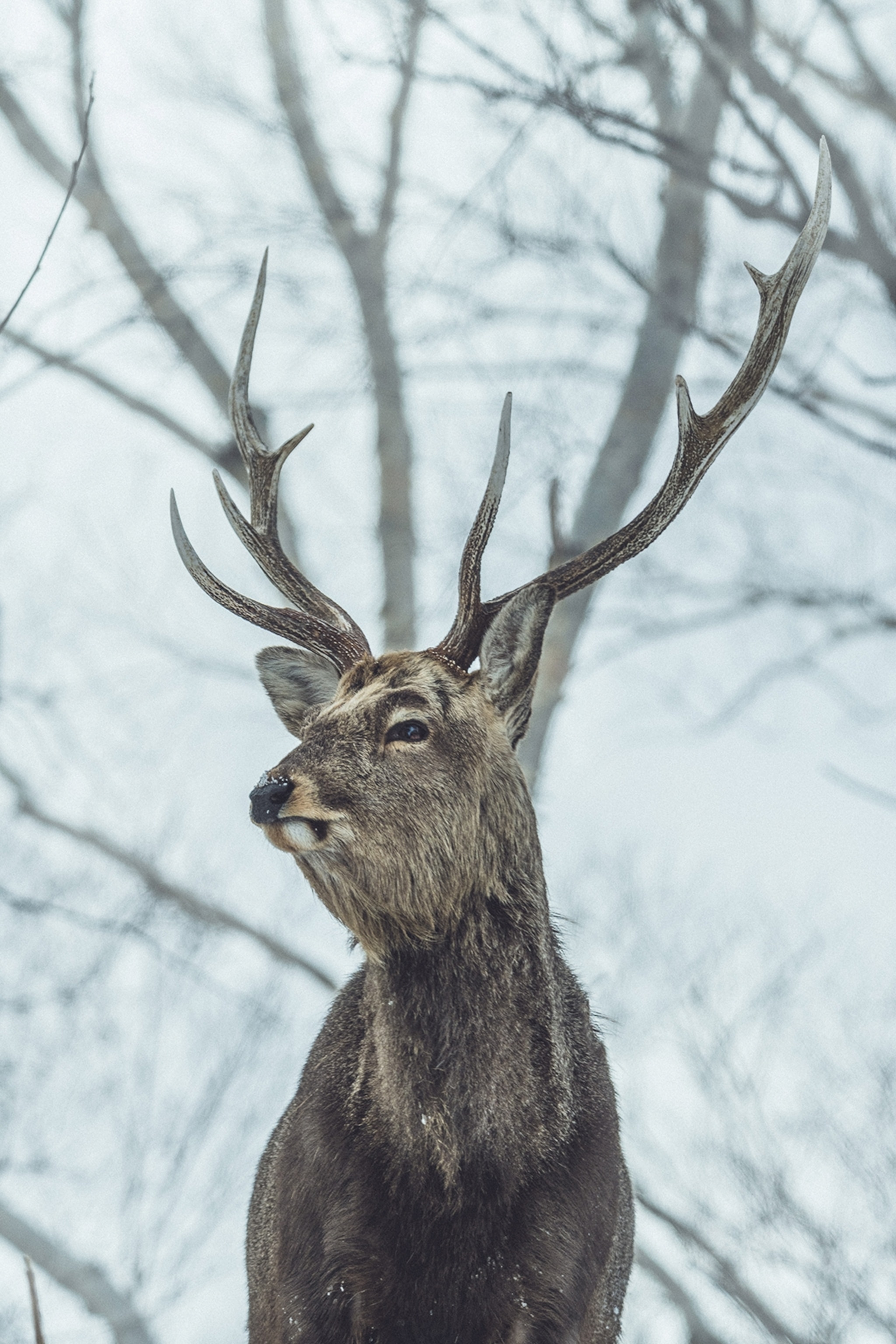 An intimate close-up of a majestic deer with a curved antler in a snowy forest.