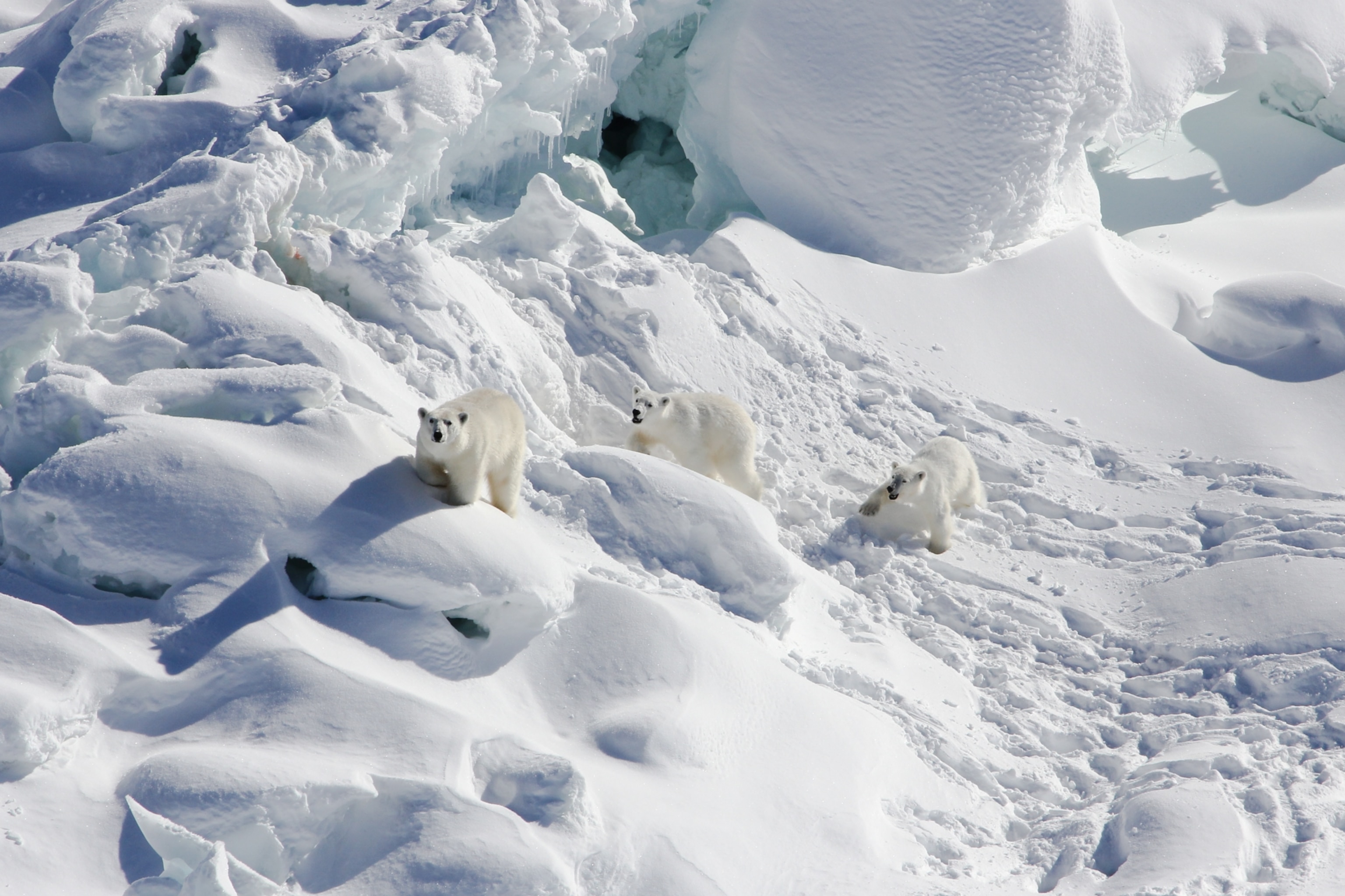 Picture of a female polar bear with two cubs walking over a snow-covered glacier.