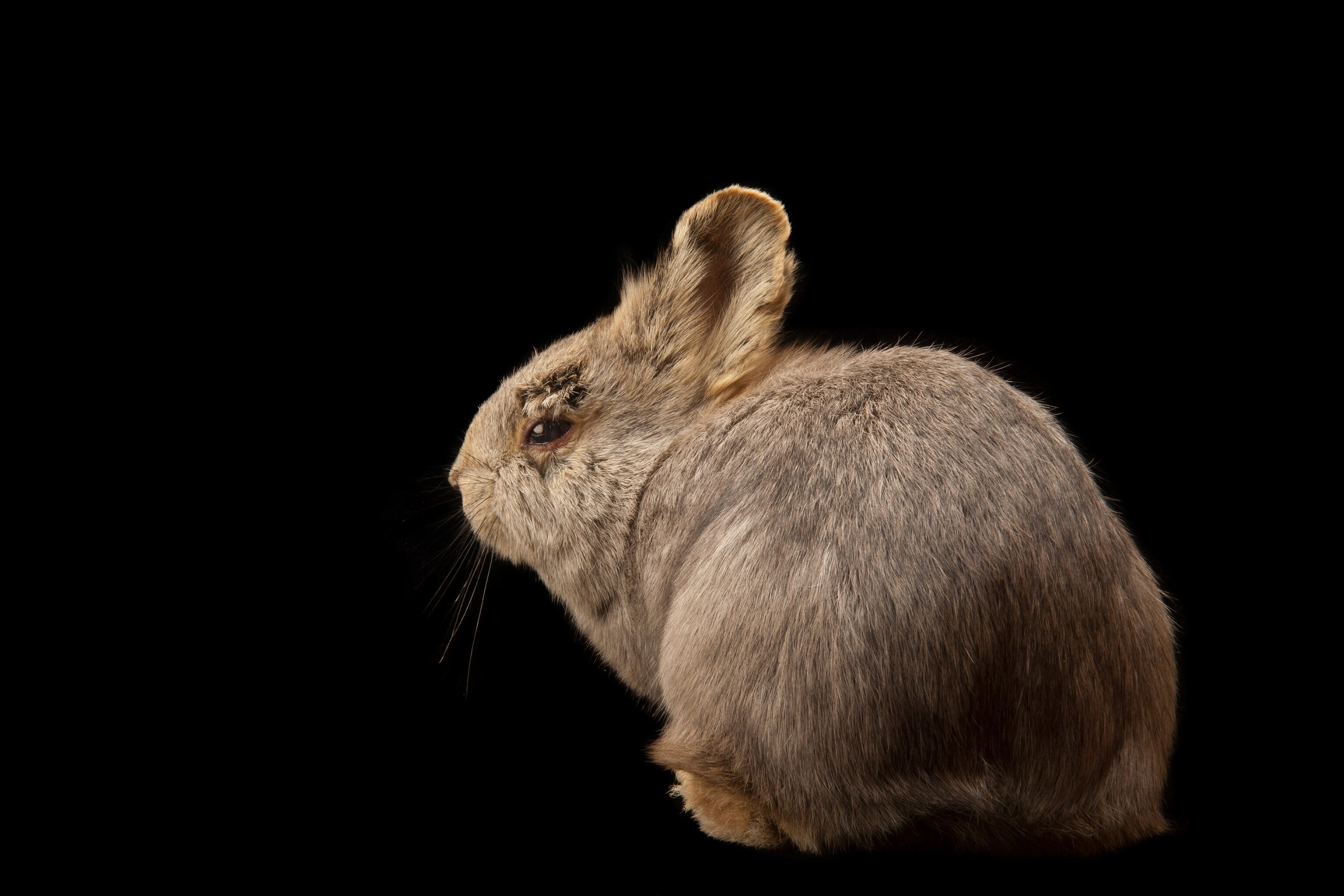 First mammal species goes extinct due to climate change