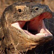 Venomous Komodo Dragons Kill Prey With Wound and poison Tactics 