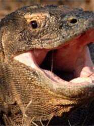 Are Monitor Lizards Dangerous A Z Animals 57 OFF