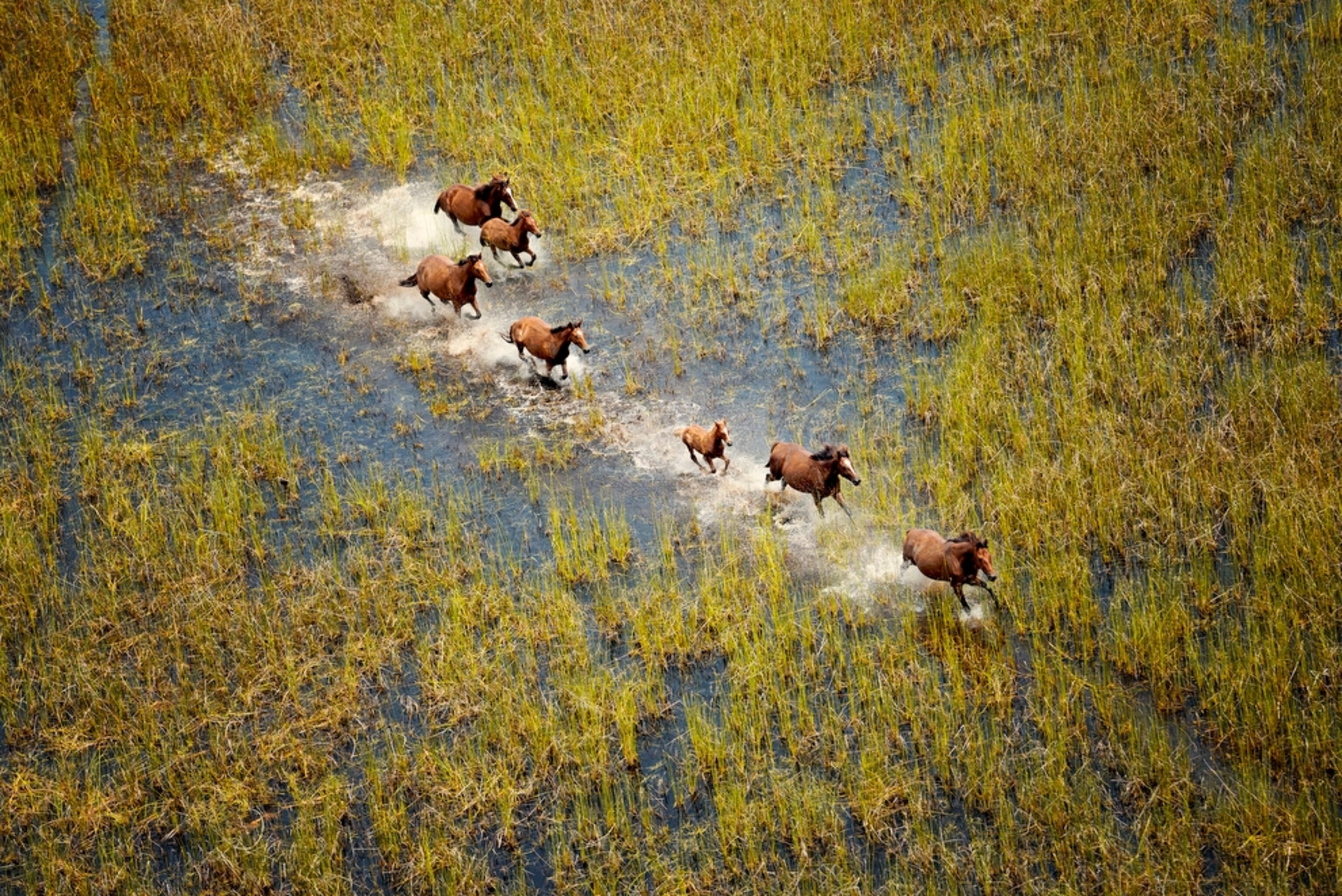 wild horses running through a marsh near Broome, Australia